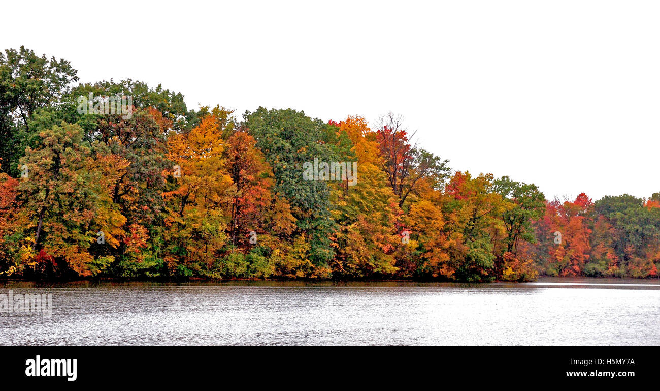 Michigan Bosco in autunno. Foto Stock