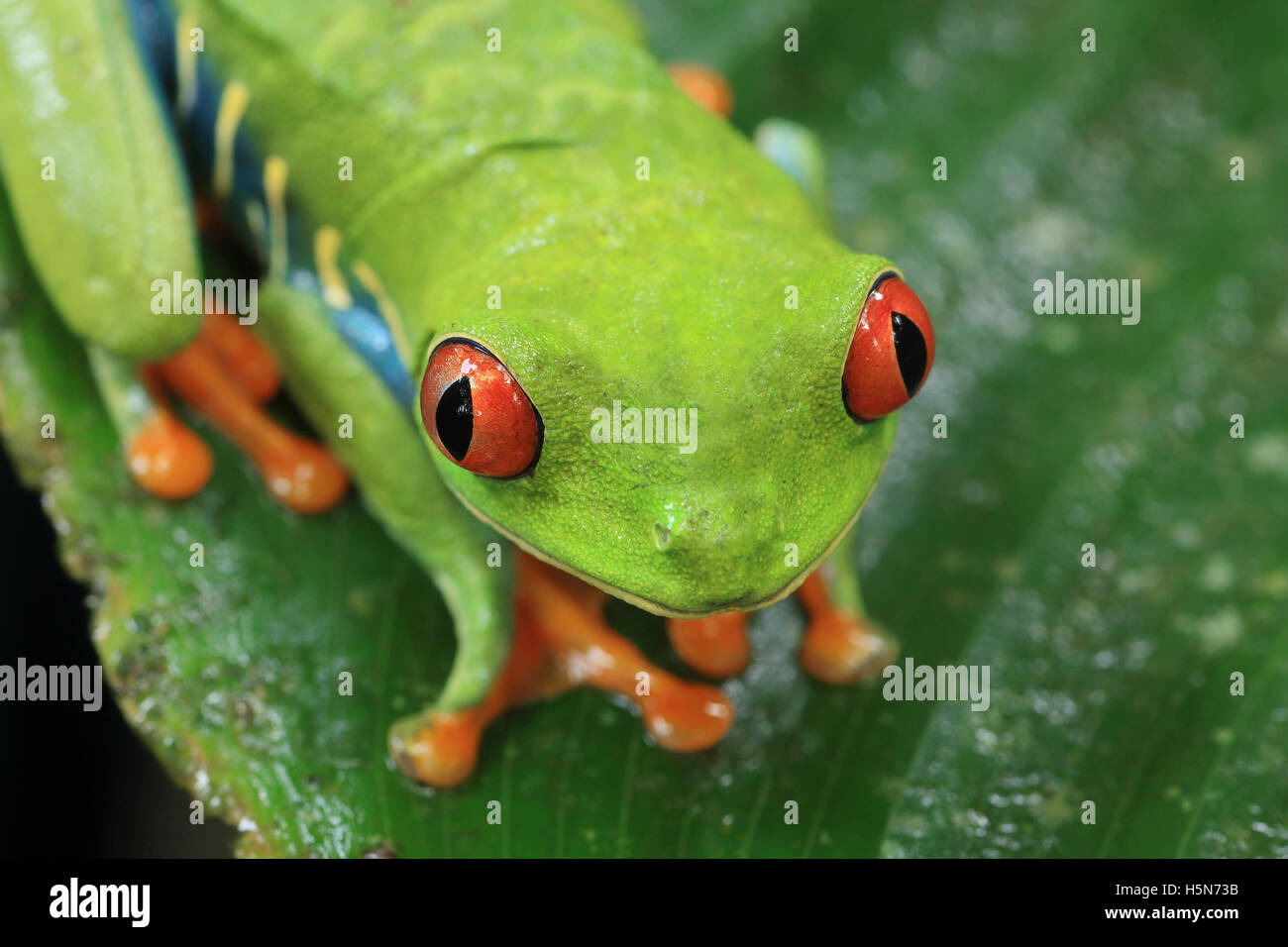 Red-eyed Raganella (Agalychnis callidryas) nella foresta pluviale dei caraibi. Parco Nazionale di Tortuguero in Costa Rica. Foto Stock