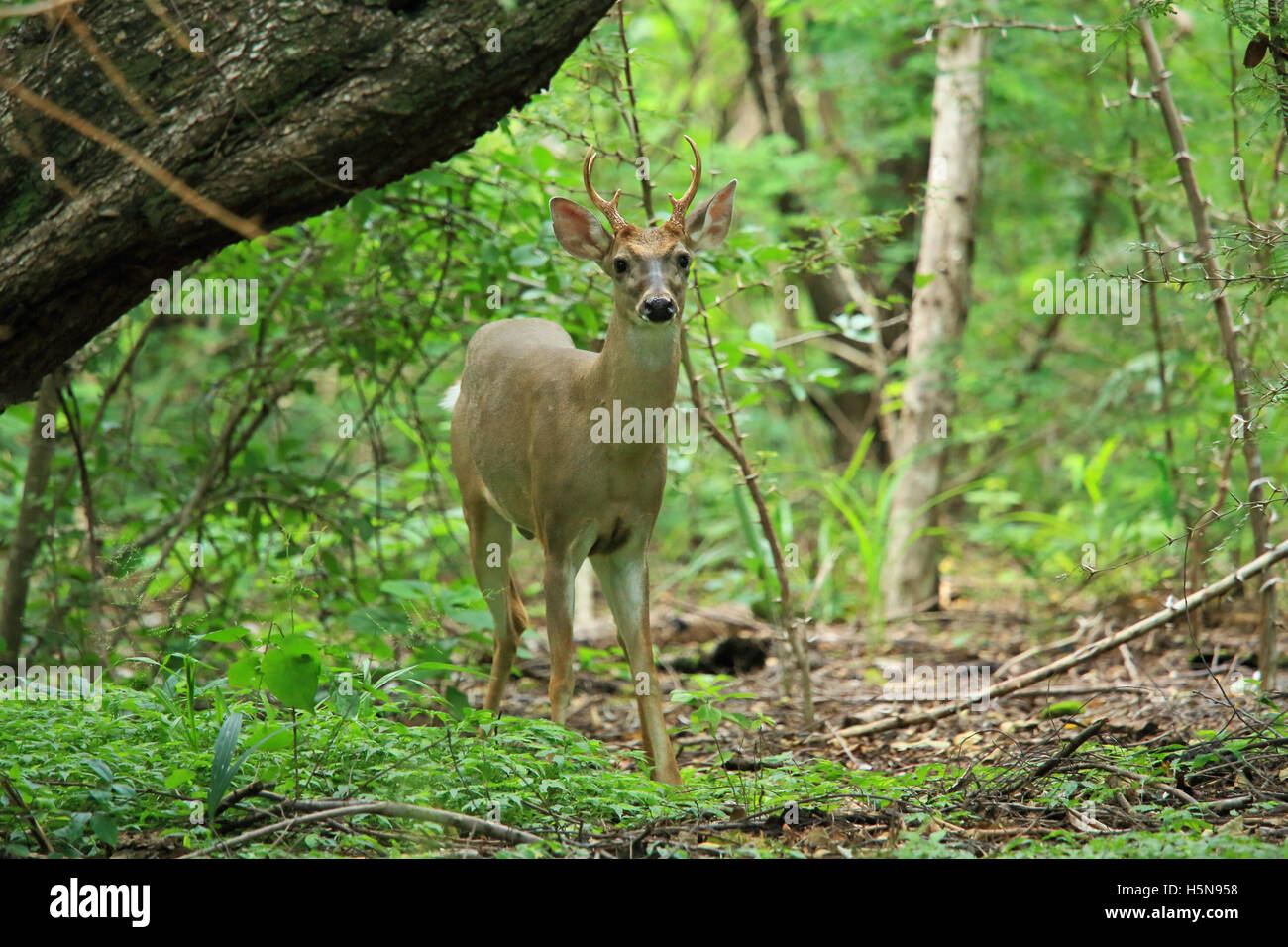 Bianco maschio-tailed deer (Odocoileus virginianus). Tropical foresta secca, Santa Rosa e il Parco Nazionale di Guanacaste in Costa Rica. Foto Stock