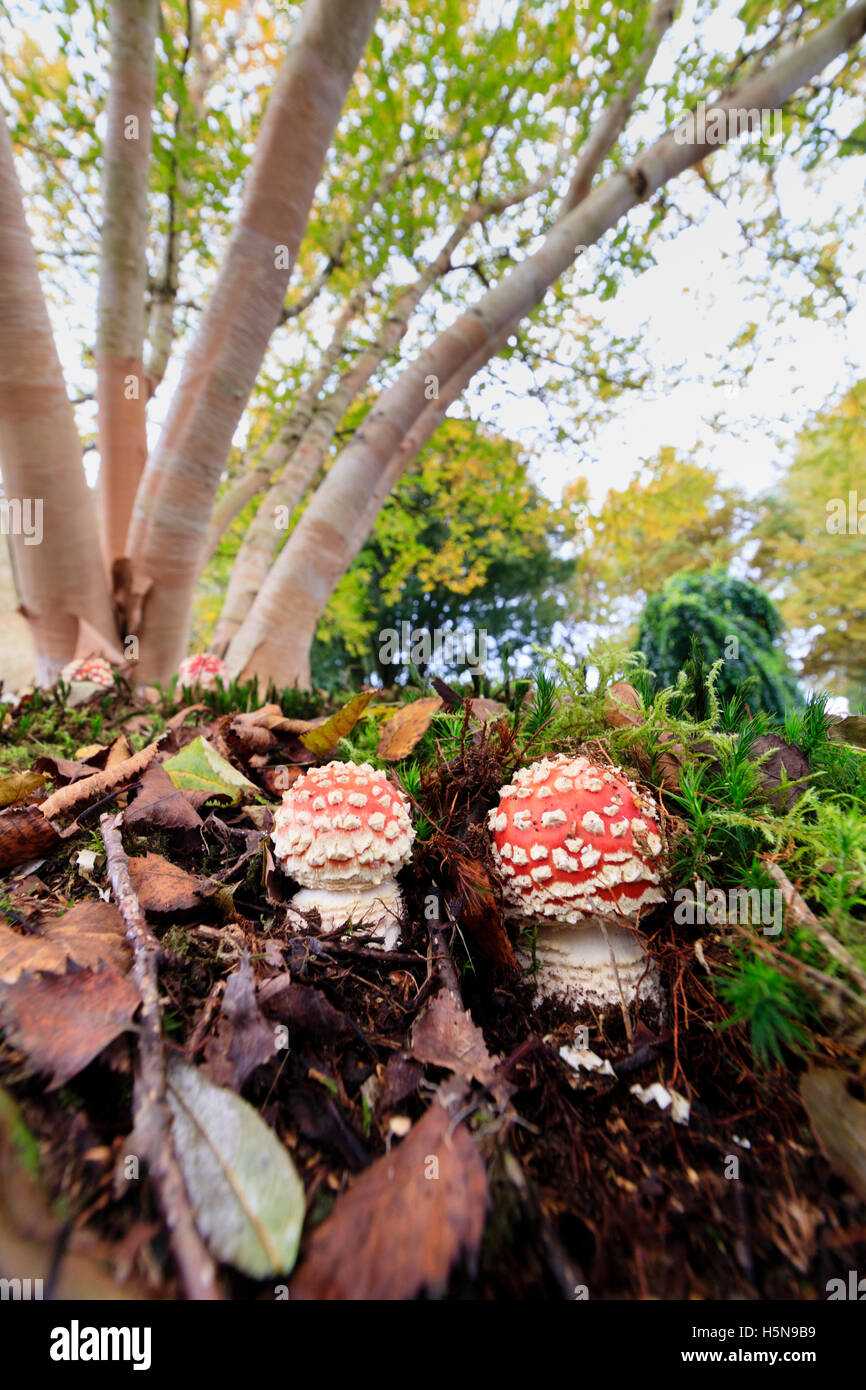 Amanita muscaria, Fly Agaric toadstools, emergendo sotto Betula ermanii 'Grayswood Hill' presso il Garden House, Devon, Regno Unito Foto Stock