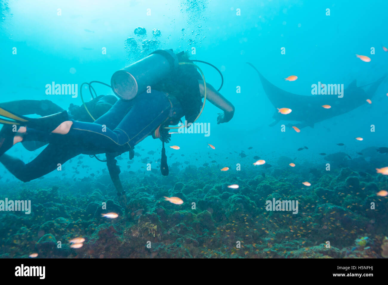 Subacquei sono la visione di mante in corrispondenza di una stazione di pulizia, Maldive Foto Stock