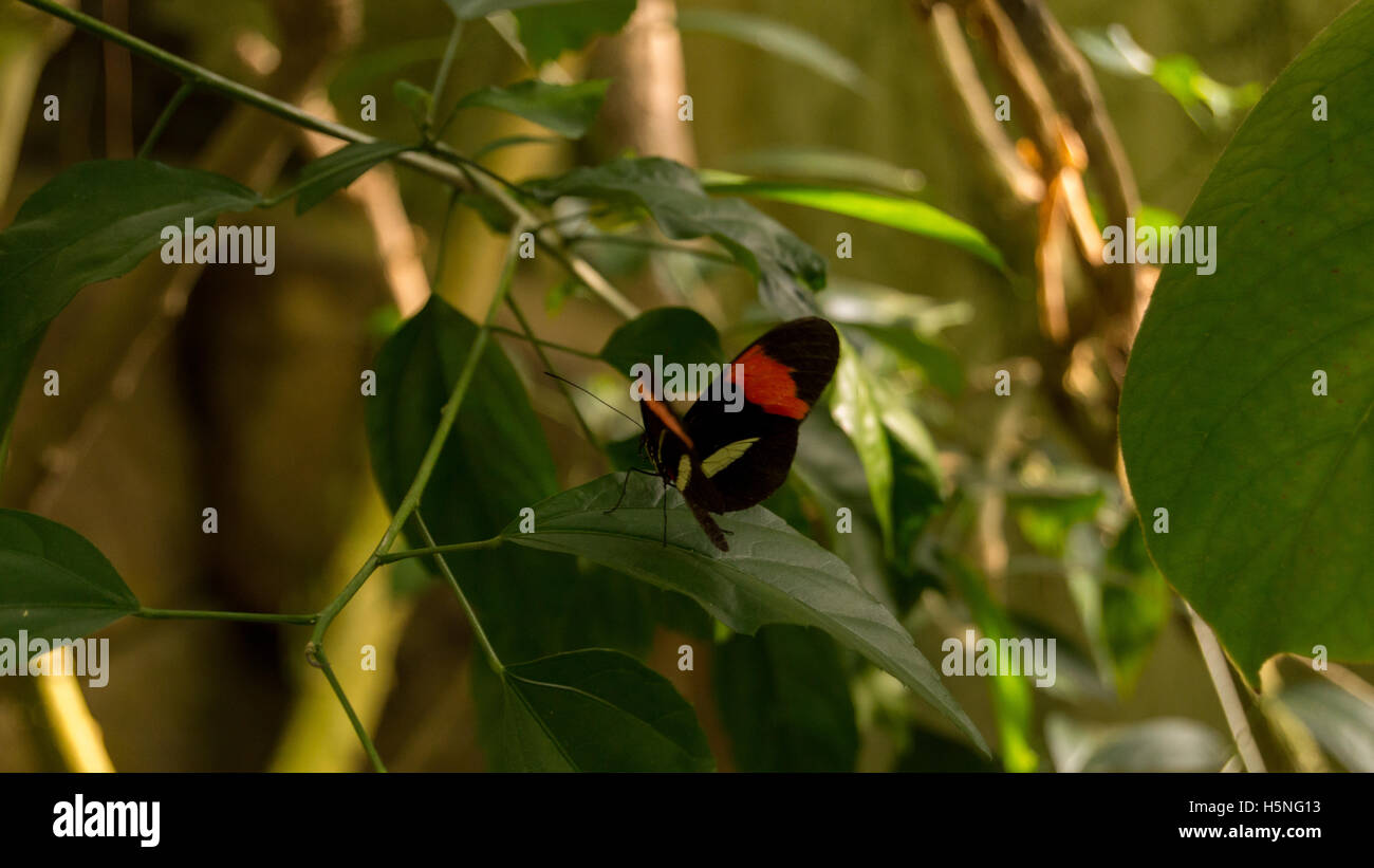 Nero/rosso farfalla sulla foglia d'albero Foto Stock