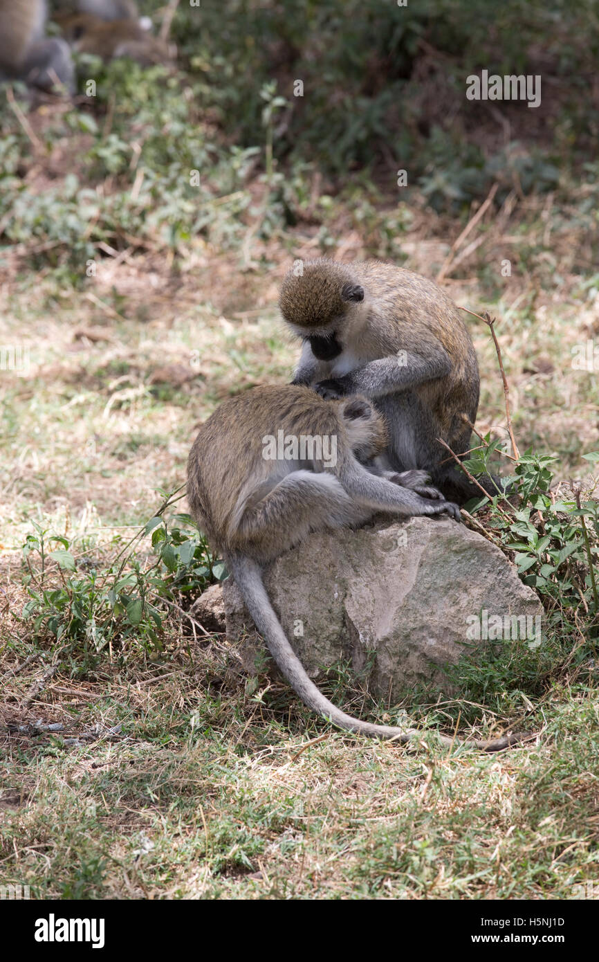 Nero-fronte scimmie vervet toelettatura del lago Naivasha Kenya Foto Stock