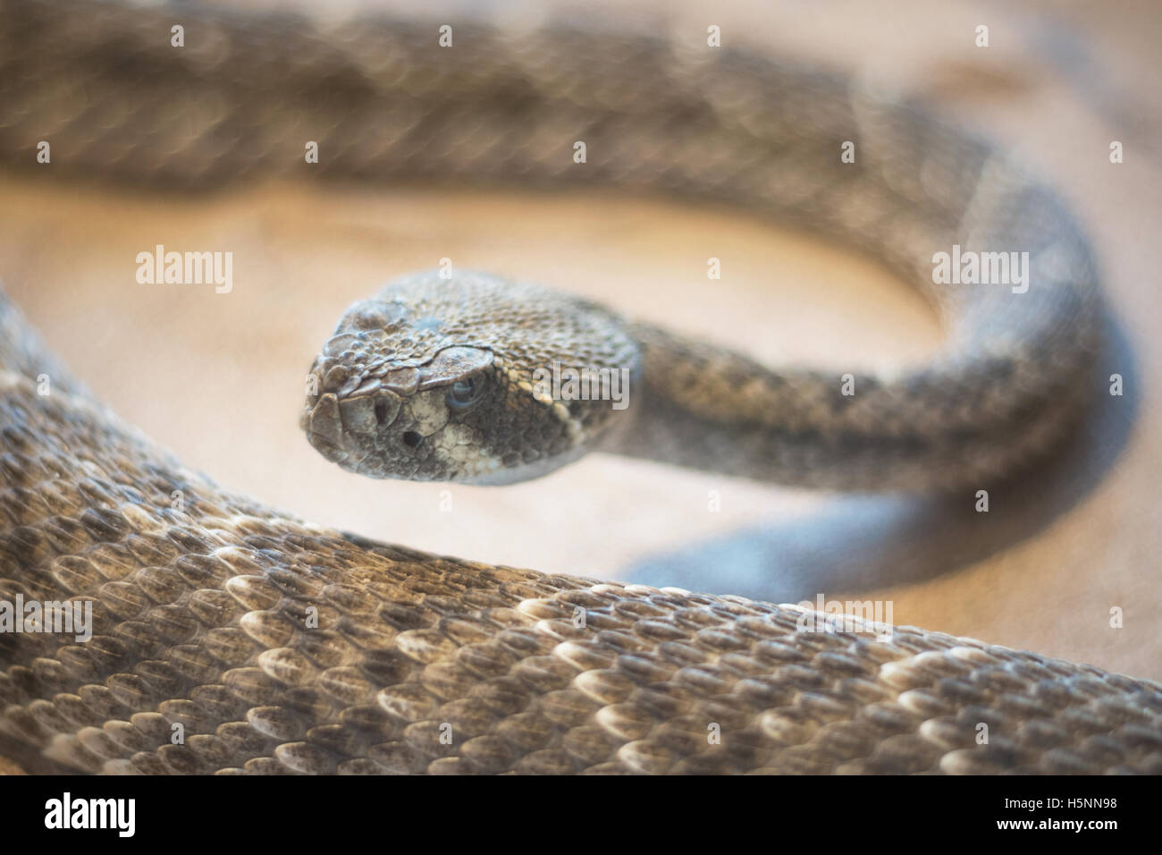 Rattlesnake ( crotalus) Vista ravvicinata Foto Stock