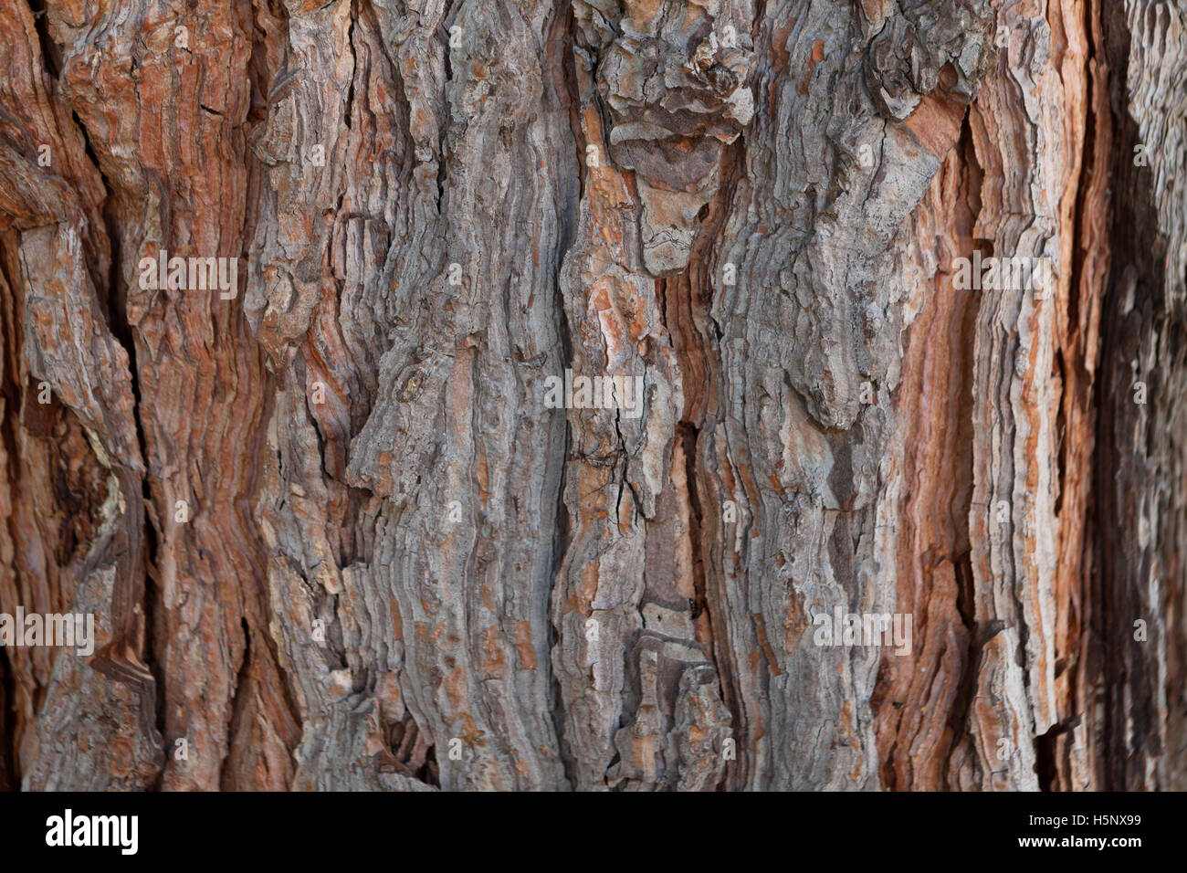 Corteccia di pino texture di sfondo antico vecchio cedro pino abete rosso acero Foto Stock