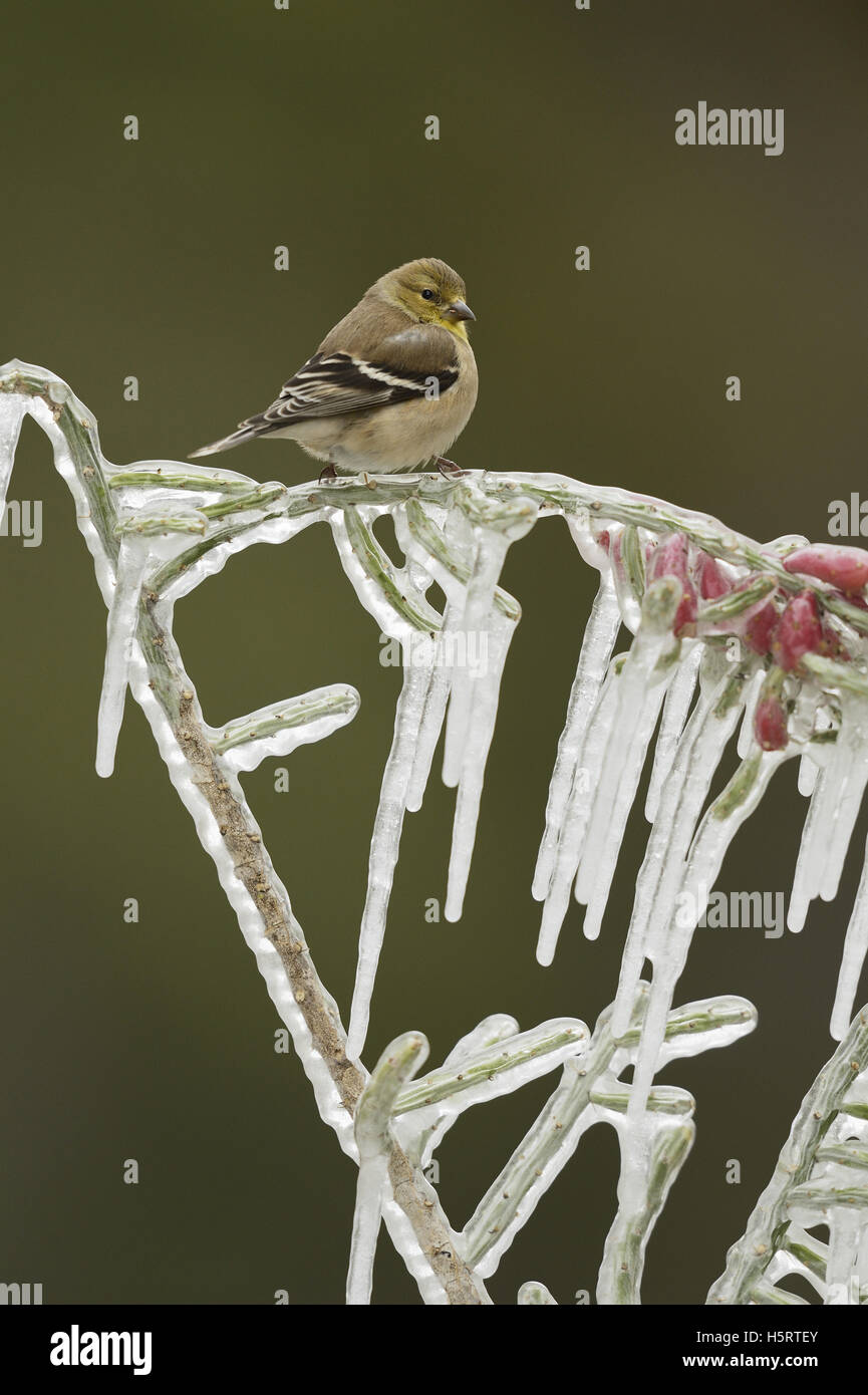 American Cardellino (Carduelis tristis), adulto in livrea invernale appollaiato sul ramo ghiacciato, Hill Country, Texas, Stati Uniti d'America Foto Stock
