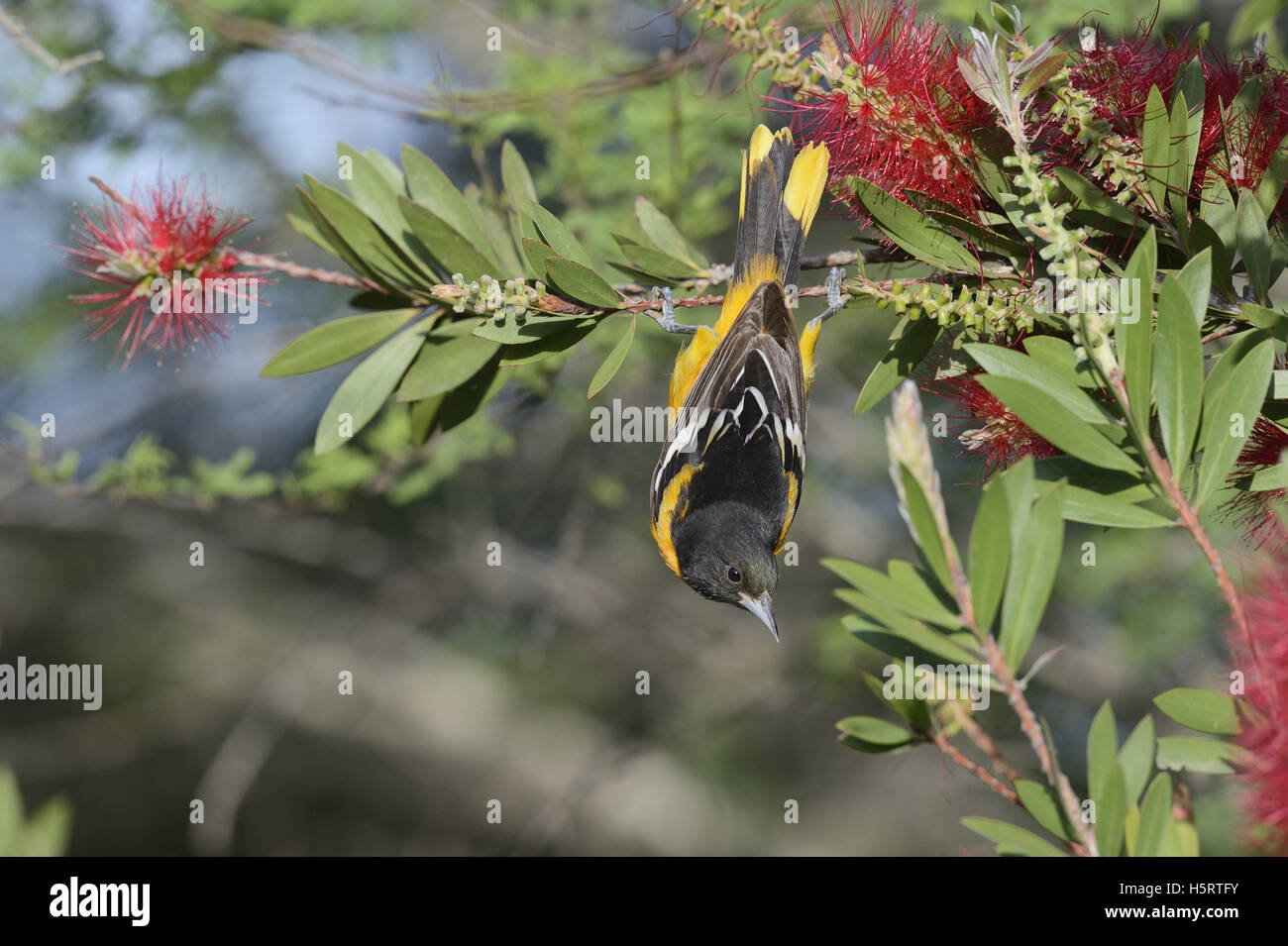Baltimore Rigogolo (Icterus galbula), maschio adulto alimentazione su blooming Lemon scovolino da bottiglia, crimson scovolino da bottiglia, Texas Foto Stock