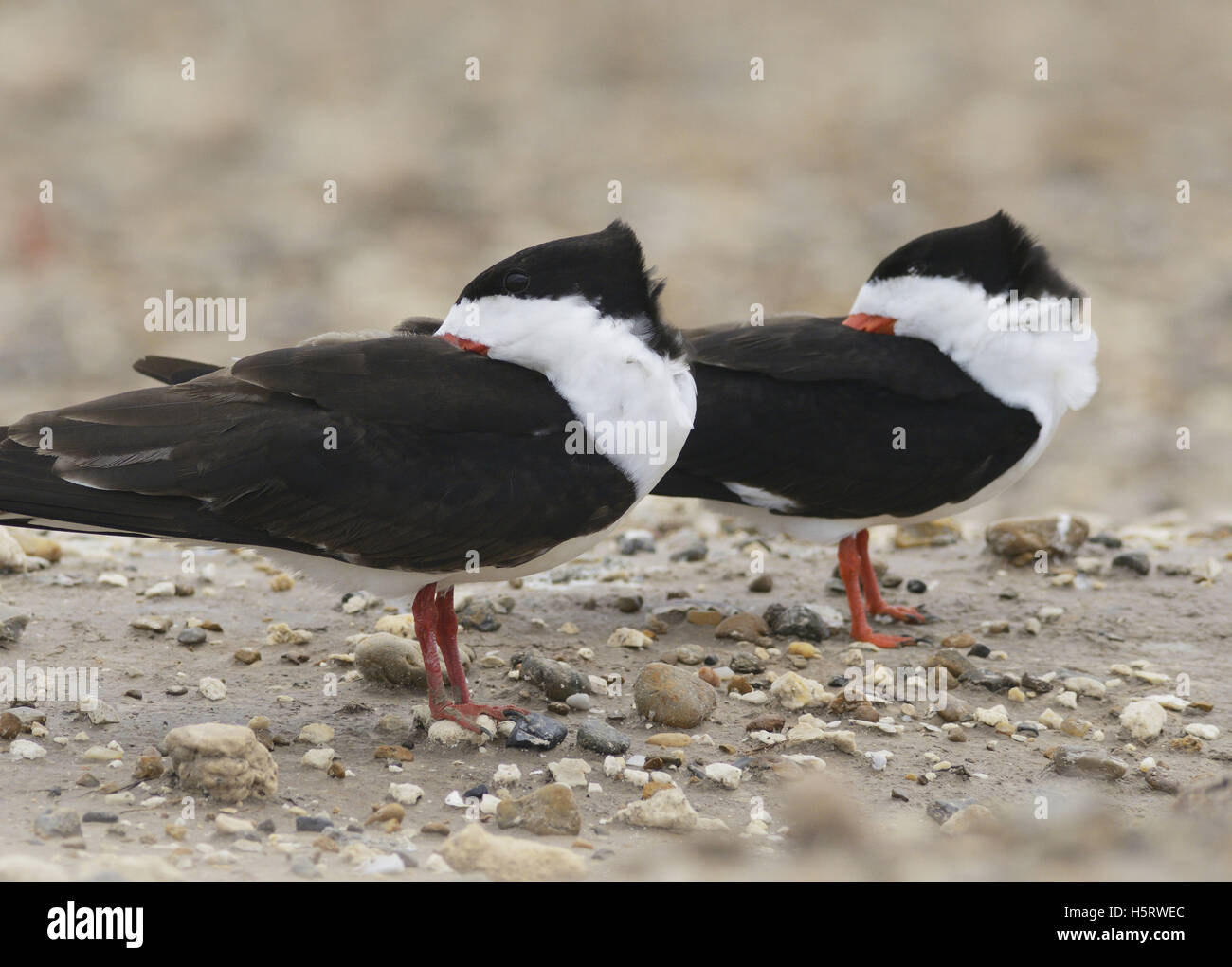 Nero (Skimmer Rynchops niger), adulti in appoggio, Port Isabel, Laguna Madre, South Padre Island, Texas, Stati Uniti d'America Foto Stock