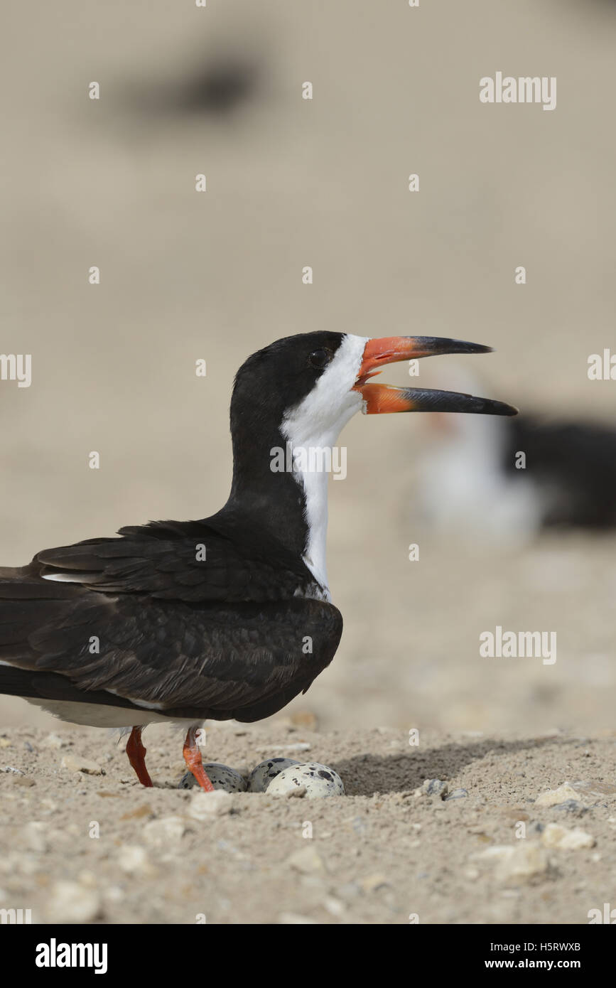Nero (Skimmer Rynchops niger), Adulto con uovo su NEST, Port Isabel, Laguna Madre, South Padre Island, Texas, Stati Uniti d'America Foto Stock