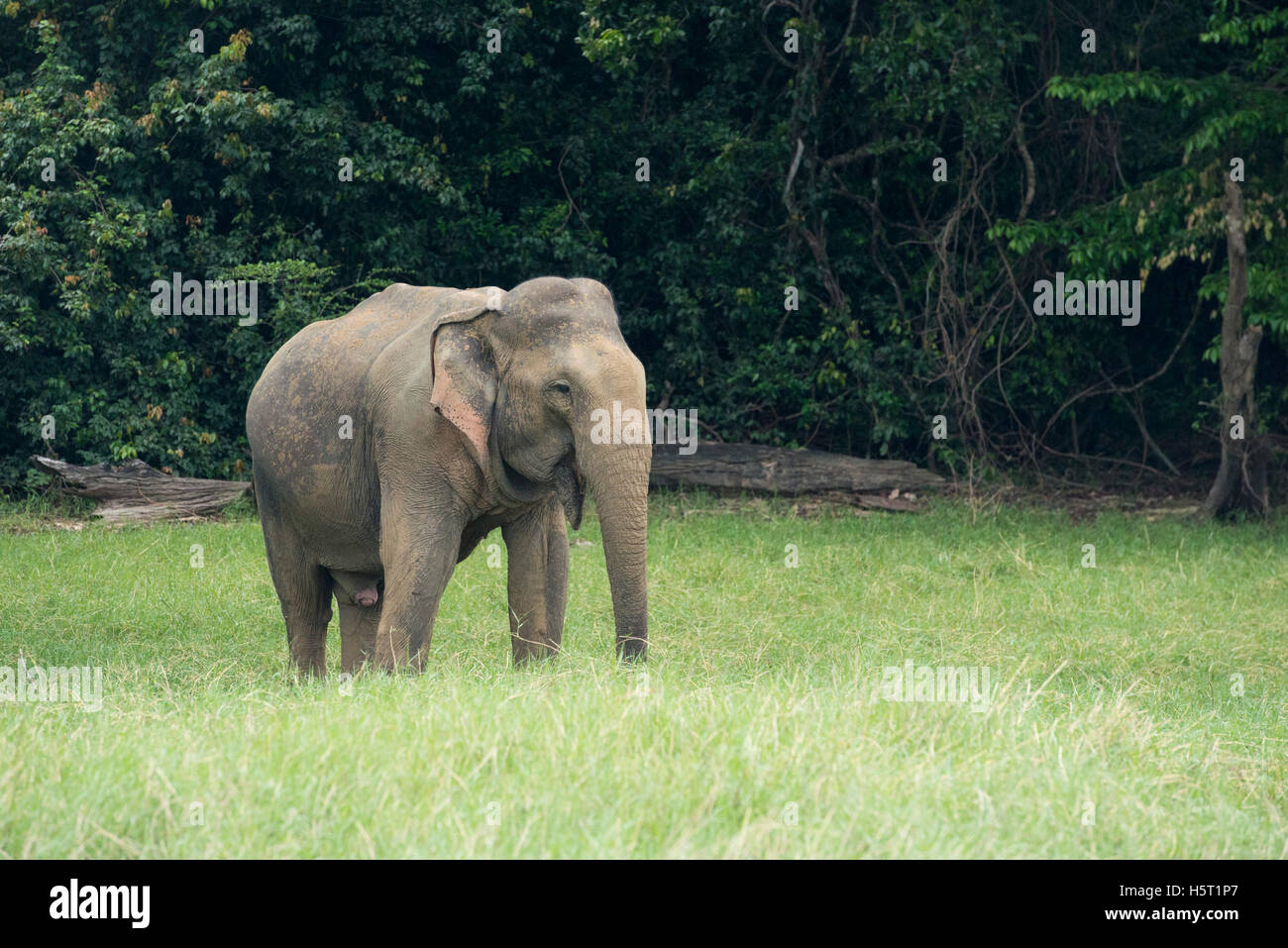 Elefante asiatico, Elephas maximus, Gal Oya National Park, Sri Lanka Foto Stock