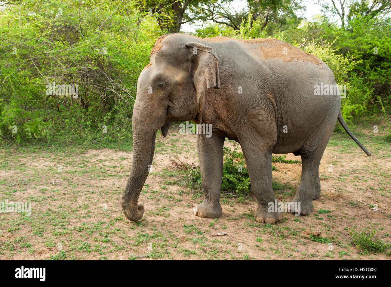 Elefante asiatico, Elephas maximus, Yala National Park, Sri Lanka Foto Stock