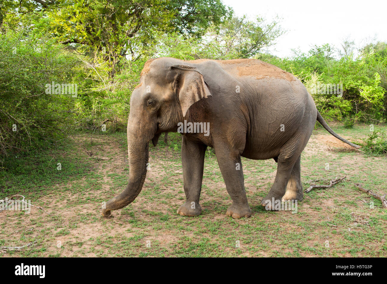 Elefante asiatico, Elephas maximus, Yala National Park, Sri Lanka Foto Stock