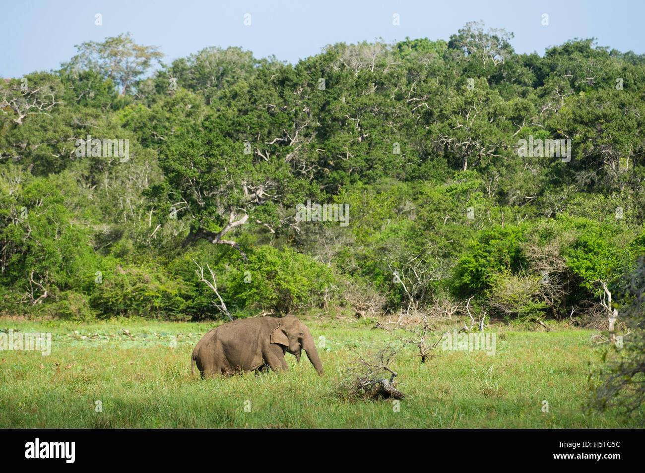 Elefante asiatico, Elephas maximus, Yala National Park, Sri Lanka Foto Stock
