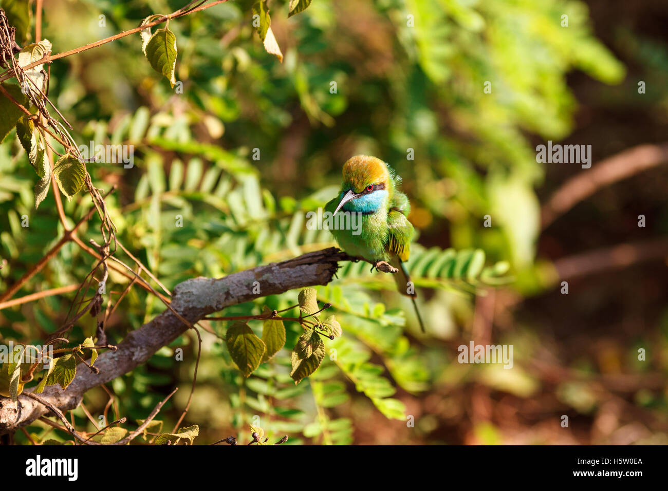 Poco verde gruccione seduto su albero, Yala National Park, Sri Lanka Foto Stock