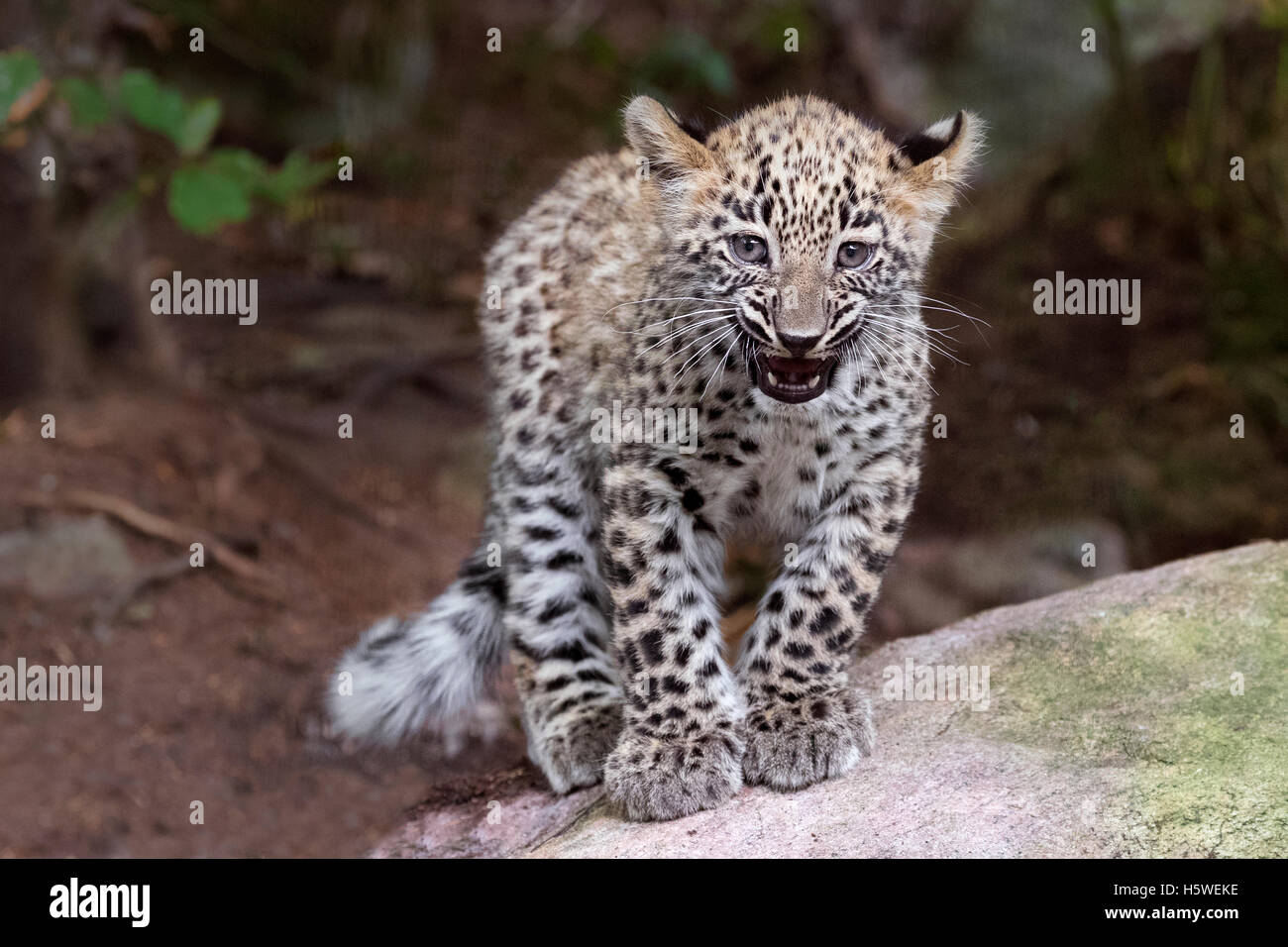Il persiano leopard cub Foto Stock