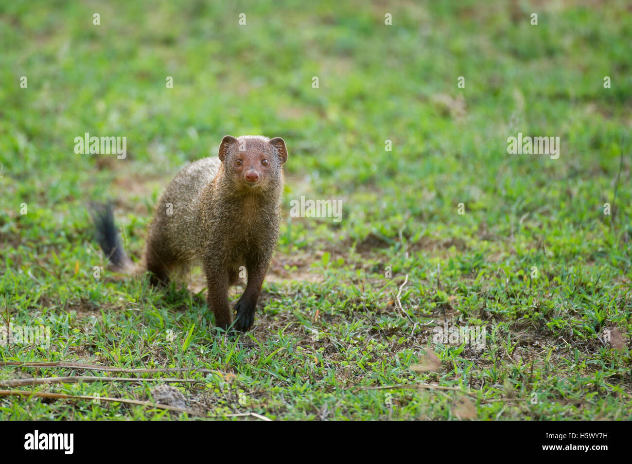 Ruddy mongoose (Herpestes smithii), Yala National Park, Sri Lanka Foto Stock