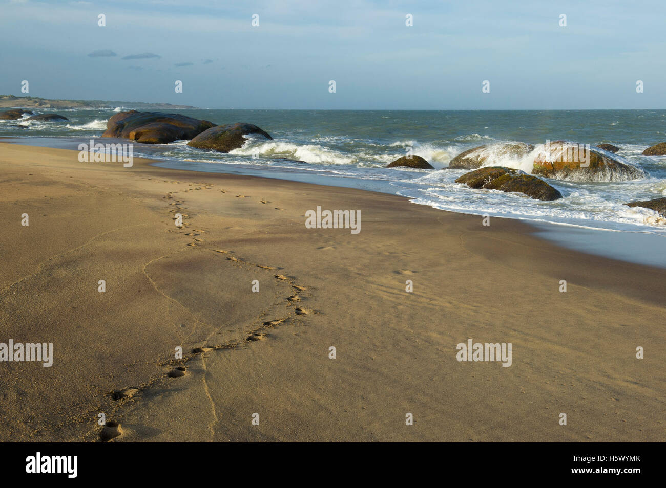 Spiaggia, Parco nazionale Yala, Sri Lanka Foto Stock