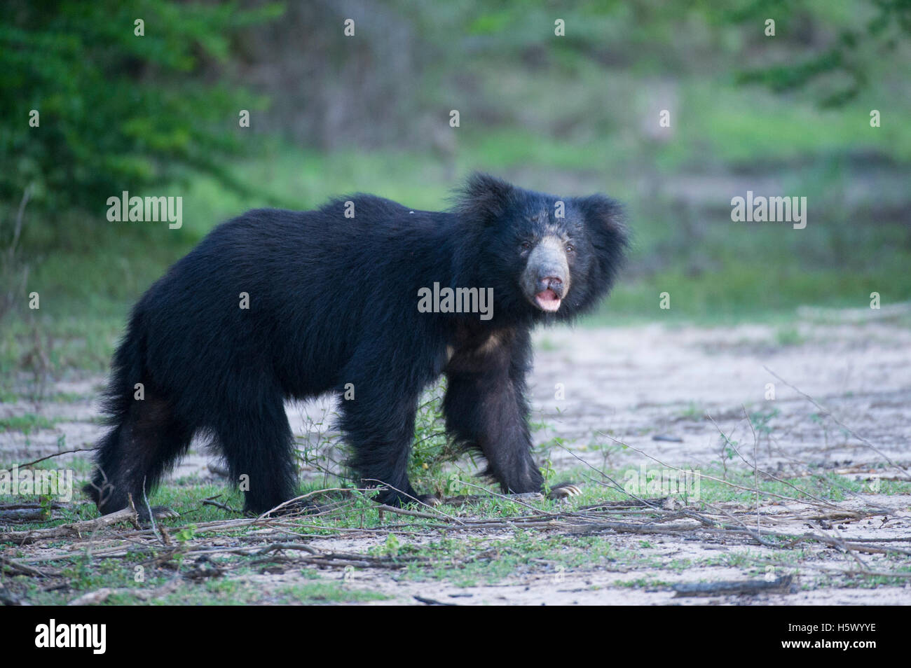 Sloth bear (Melursus ursinus), Yala National Park, Sri Lanka Foto Stock