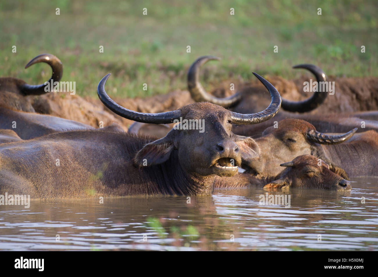 Wild Water buffalo giacente in acqua, Bubalus bubalus, Yala National Park, Sri Lanka Foto Stock