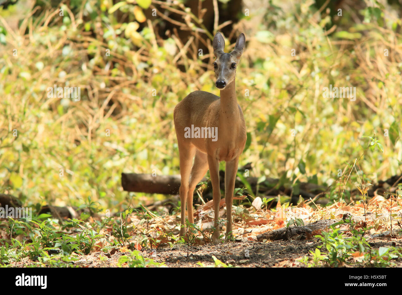 Femmina bianca-tailed deer (Odocoileus virginianus). Tropical foresta secca, Palo Verde National Park, Guanacaste in Costa Rica. Foto Stock