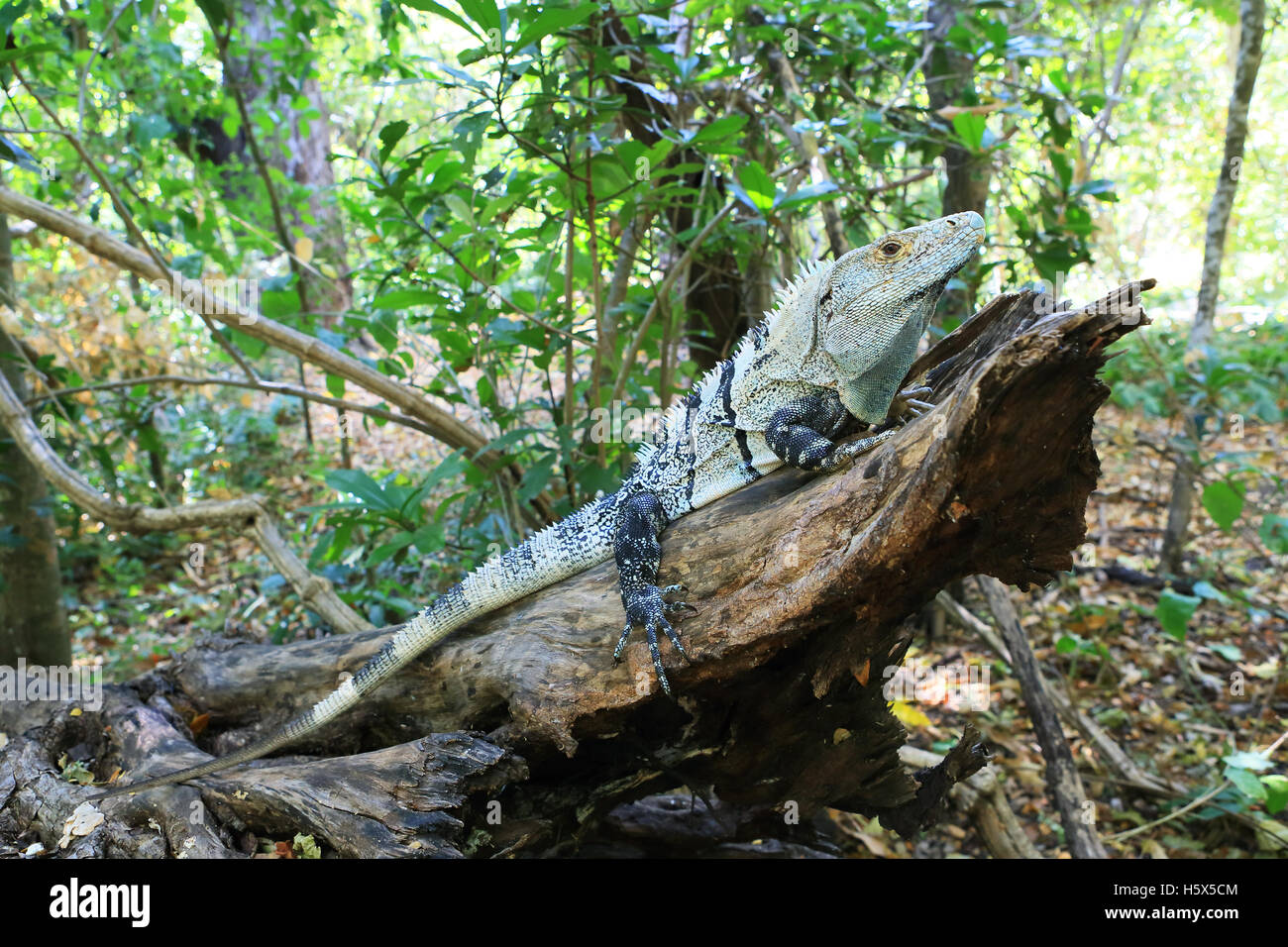 Spinosa nero-tailed iguana (Ctenosaura similis). Palo Verde National Park, Guanacaste in Costa Rica. Foto Stock