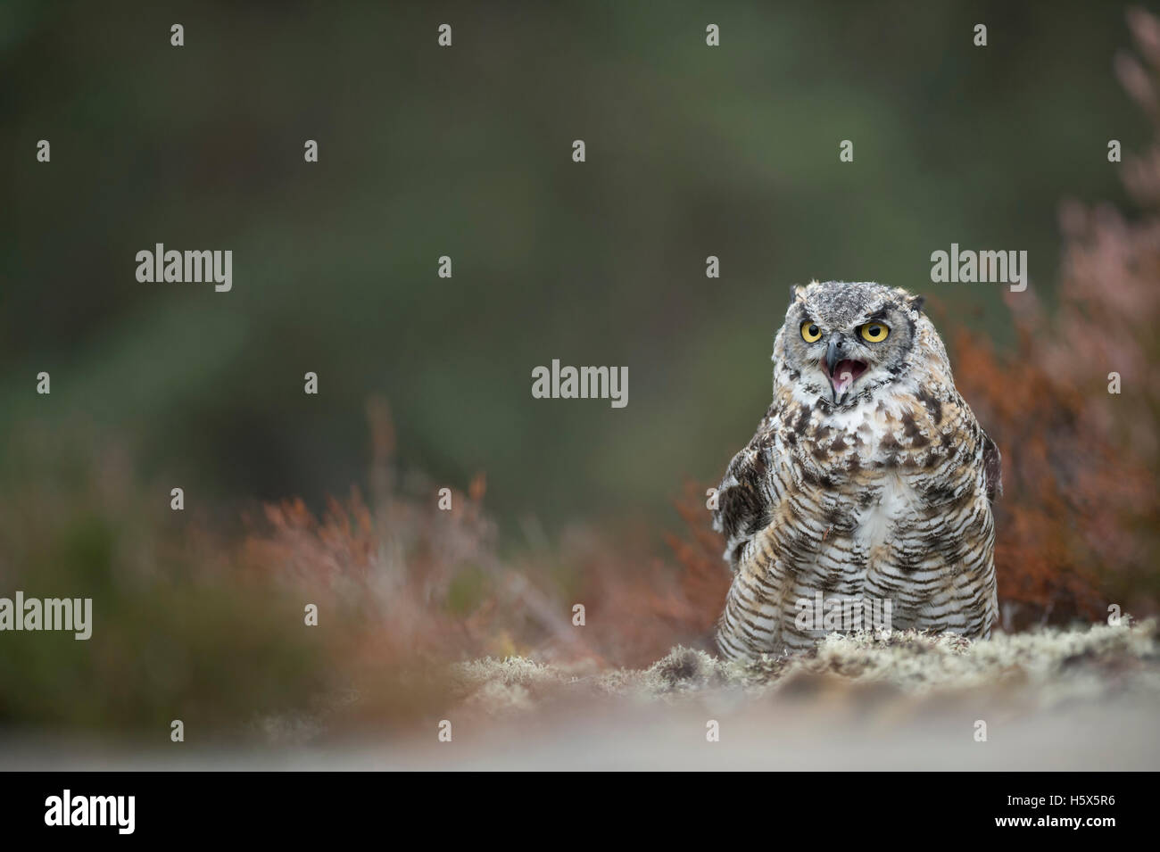 Grande Gufo cornuto / Tiger Owl ( Bubo virginianus ) seduto a terra, sembra essere arrabbiato, sconvolto, infastiditi, urlando a voce alta. Foto Stock