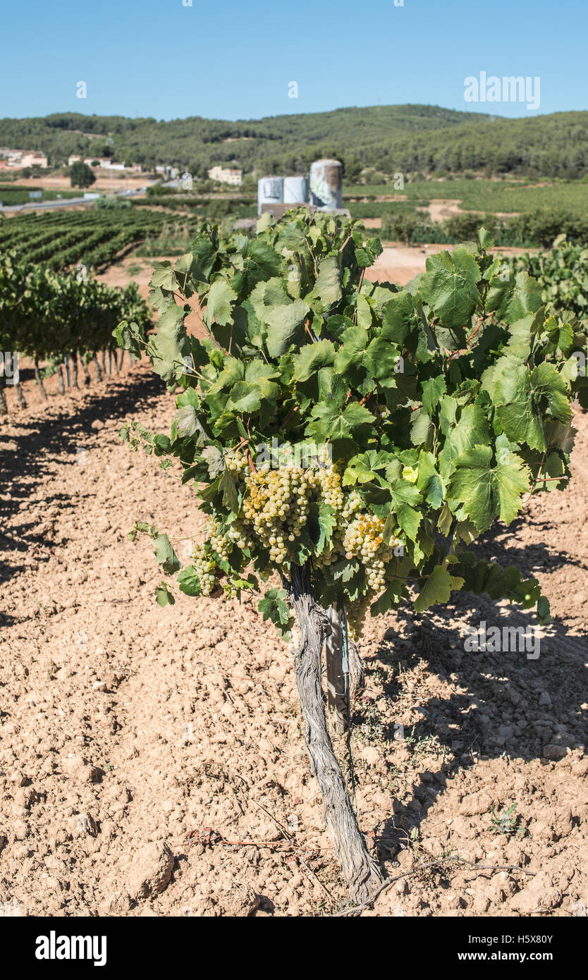 I vigneti e la fabbrica di vite sullo sfondo Foto Stock