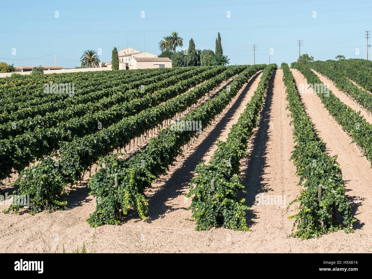 I vigneti e la fabbrica di vite sullo sfondo Foto Stock