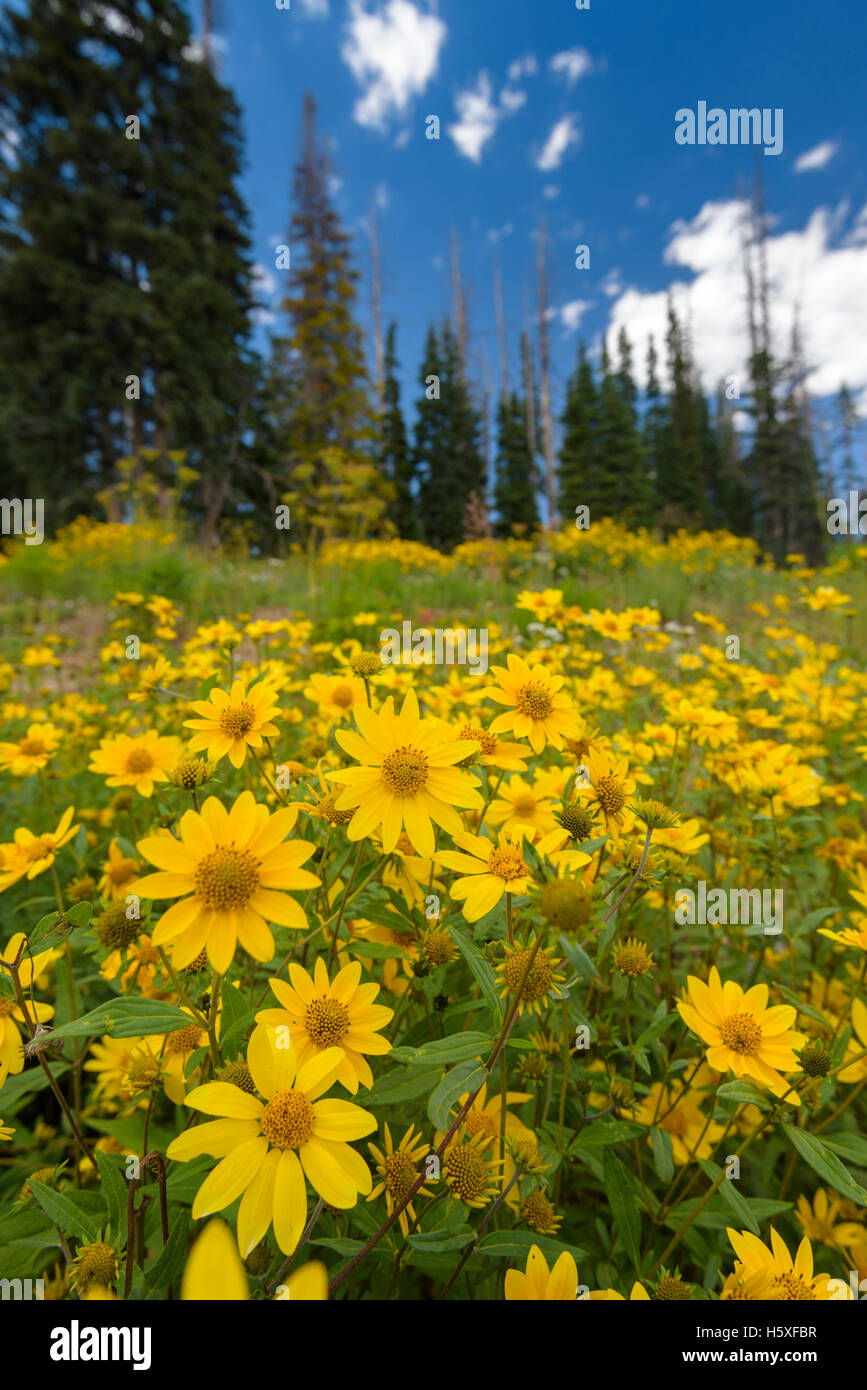 Poco Girasole (Helianthella uniflora), Cedar Breaks National Monument, Utah. Foto Stock