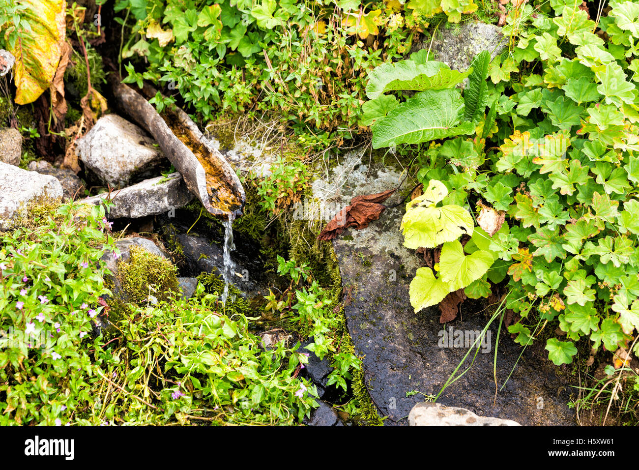 Primavera naturale acqua ghiacciata fluisce fontana di legno fuori delle rocce nel Kackar montagne, Camlihemsin, Rize, Turchia Foto Stock