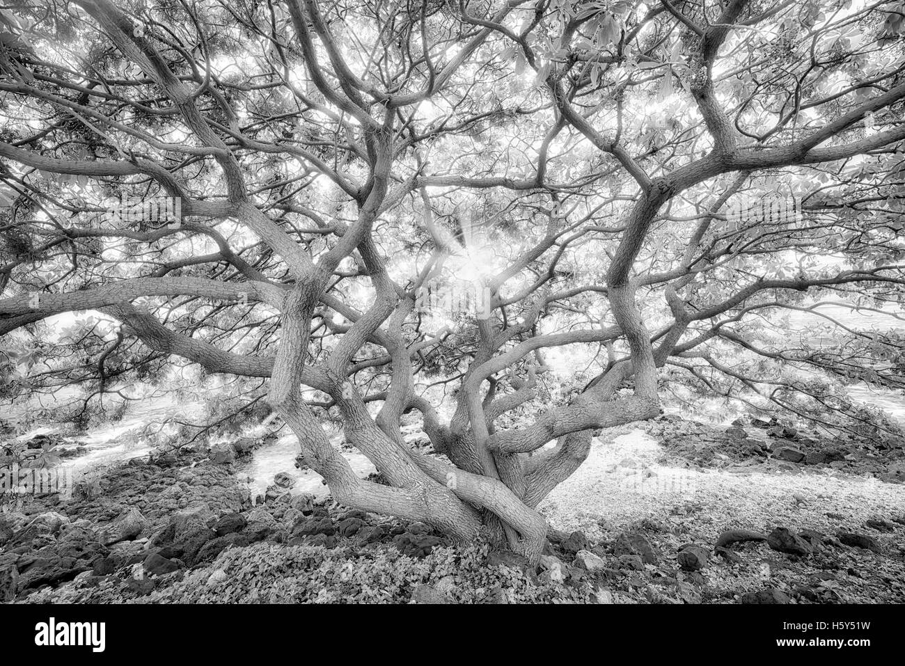 Unidentified selvaggiamente struttura di ramificazione al tramonto. Maui, Hawaii Foto Stock