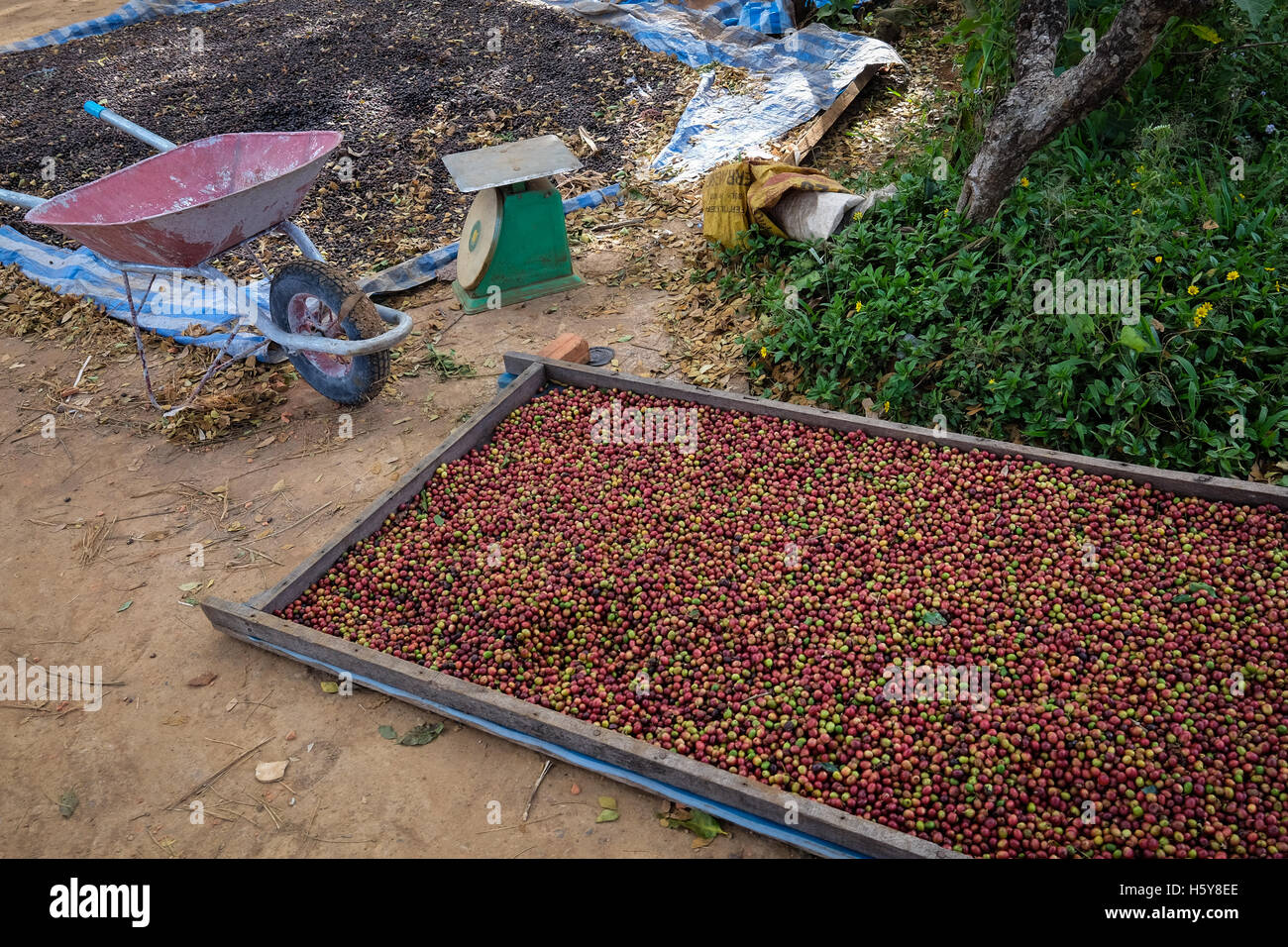 I chicchi di caffè di essiccazione al sole sul lato della strada a Bolaven Plateau, Repubblica popolare democratica del Laos Foto Stock