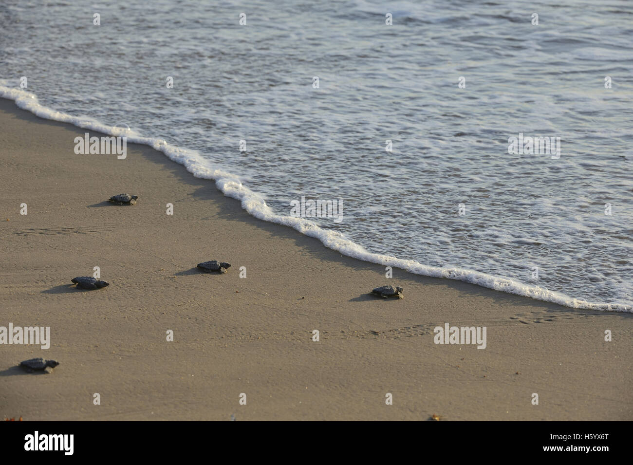 Kemp's ridley tartaruga di mare (Lepidochelys kempii), baby tartarughe camminare verso il surf, South Padre Island, South Texas, Stati Uniti d'America Foto Stock