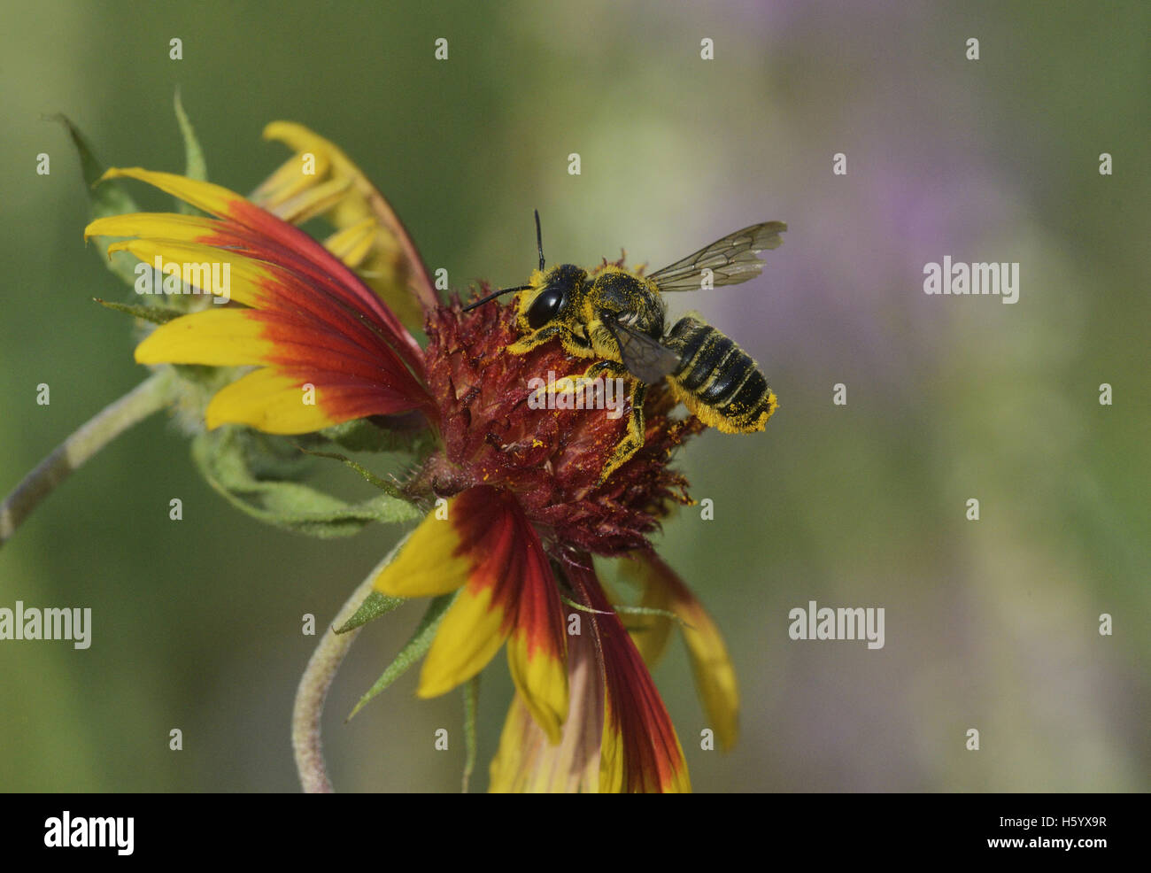 Leafcutter bee, solitaria api (Megachile sp.), Adulto alimentazione su Indian Blanket, ruota di fuoco (Gaillardia pulchella), Texas, Stati Uniti d'America Foto Stock