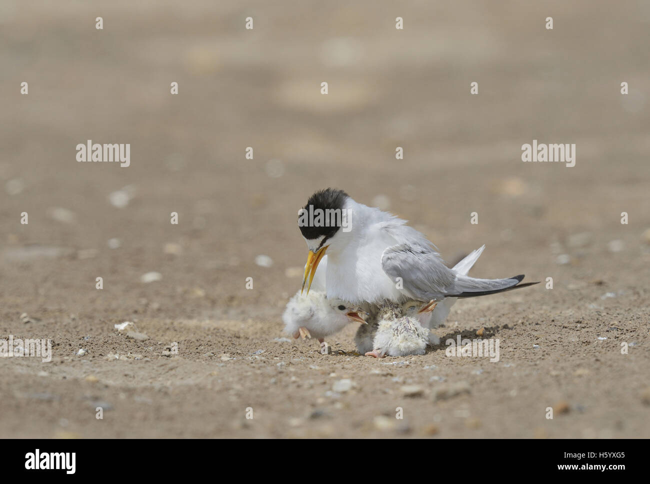 Almeno Tern (sterna antillarum), riscaldamento per adulti pulcini neonati, Port Isabel, Laguna Madre, South Padre Island, Texas, Stati Uniti d'America Foto Stock