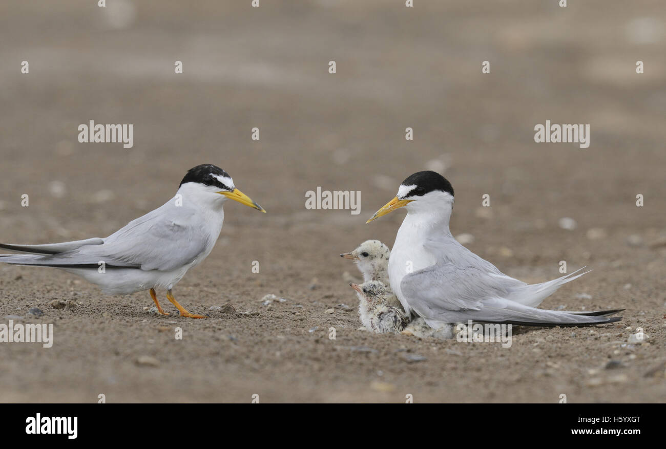 Almeno Tern (sterna antillarum), riscaldamento per adulti pulcini neonati, Port Isabel, Laguna Madre, South Padre Island, Texas, Stati Uniti d'America Foto Stock