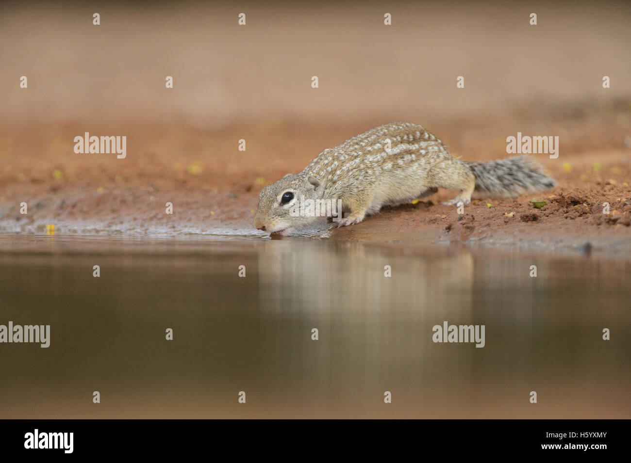 Terra messicana scoiattolo (Spermophilus mexicanus), Adulto bevendo al laghetto, South Texas, Stati Uniti d'America Foto Stock