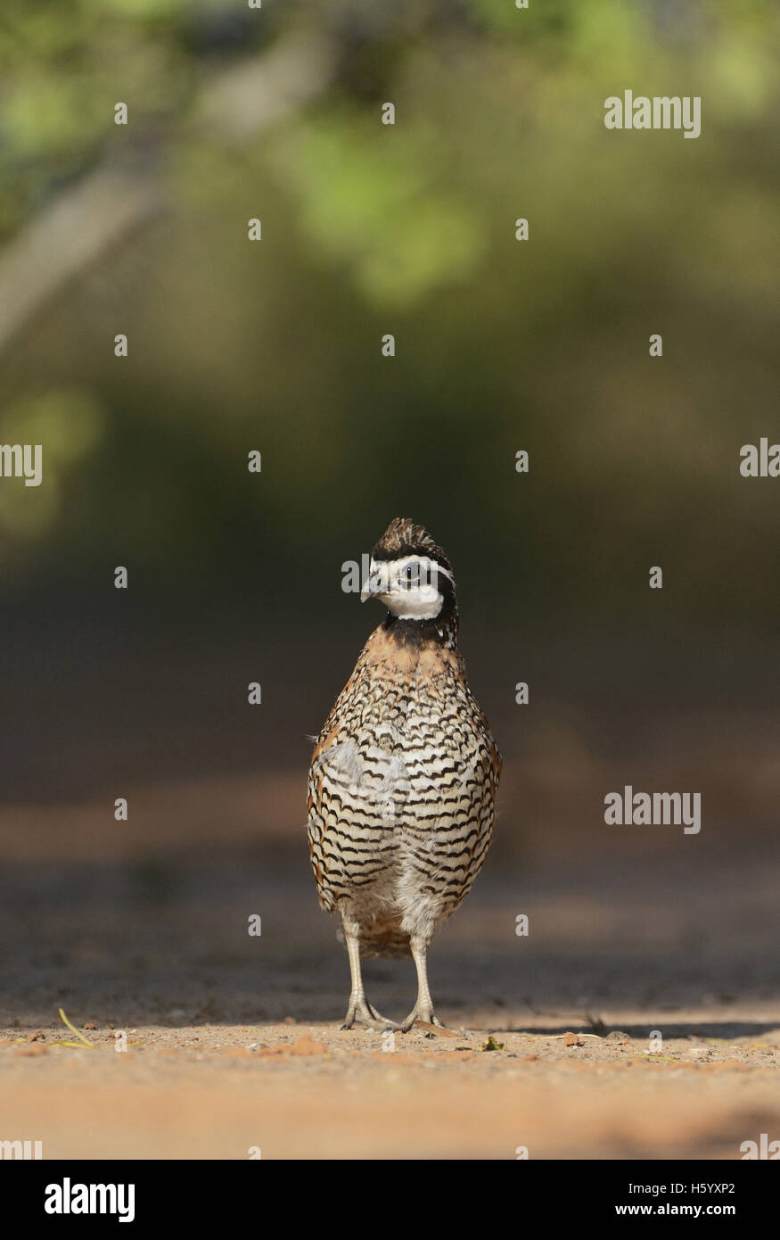 Northern Bobwhite (Colinus virginianus), maschio, Rio Grande Valley, il Texas del Sud, Texas, Stati Uniti d'America Foto Stock