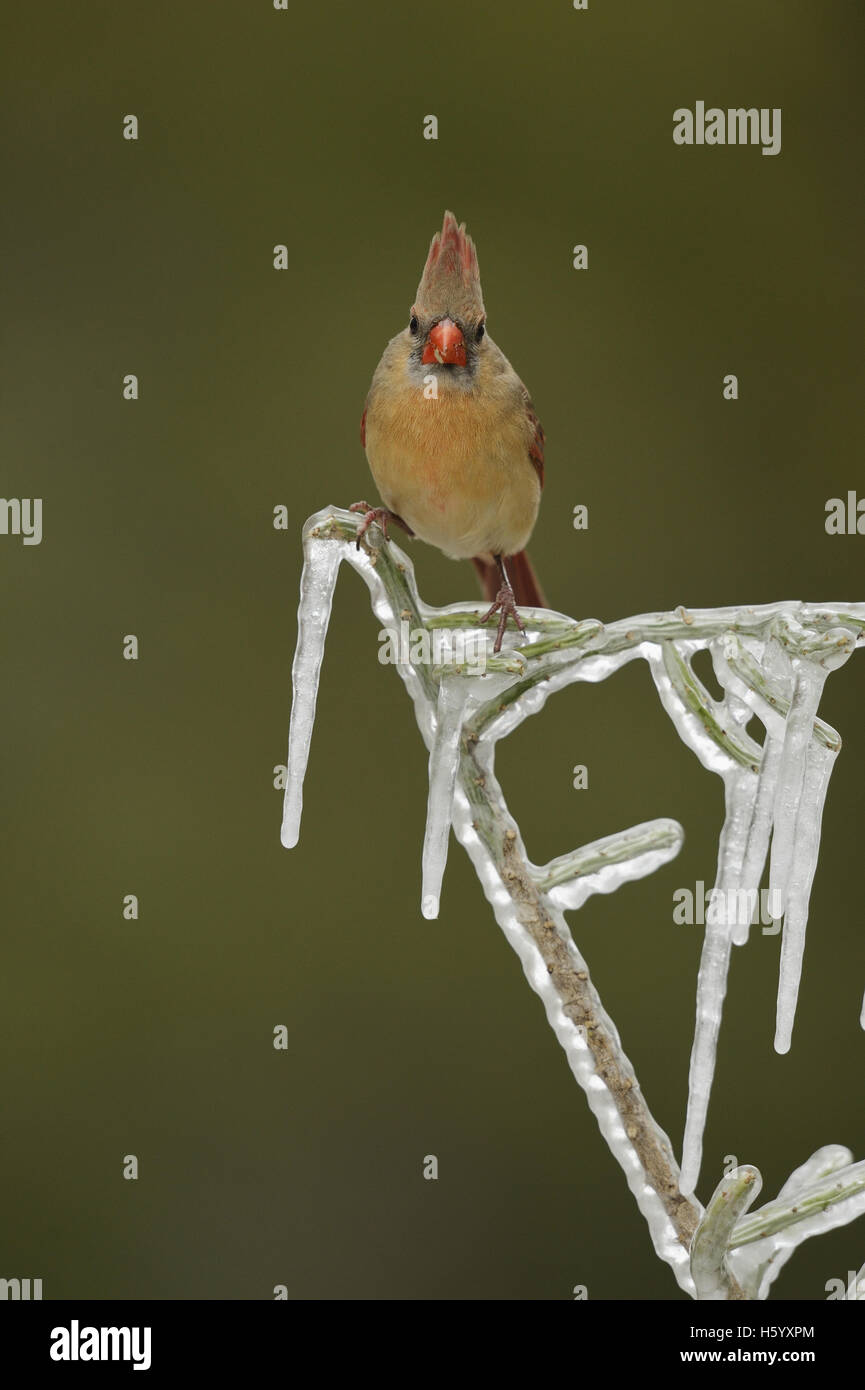 Il Cardinale settentrionale (Cardinalis cardinalis), maschio adulto appollaiato sul ramo ghiacciato di Natale cholla, Texas Foto Stock