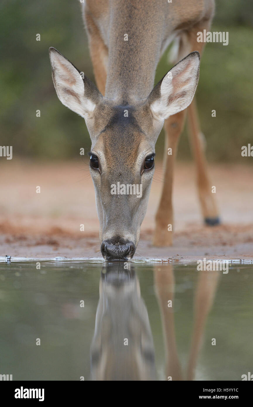 White-Tailed Deer (Odocoileus virginianus), Adulto bere, South Texas, Stati Uniti d'America Foto Stock