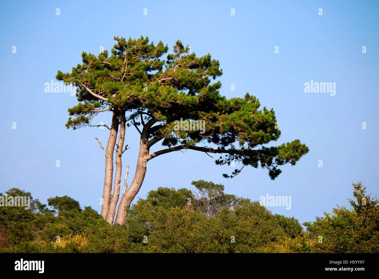 Baum, Ruegen. Foto Stock