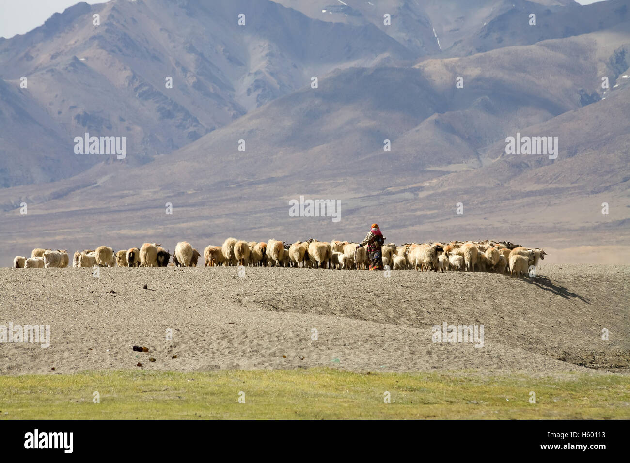 Uomo tibetano che pastora pecore. Tibet, Cina. Foto Stock
