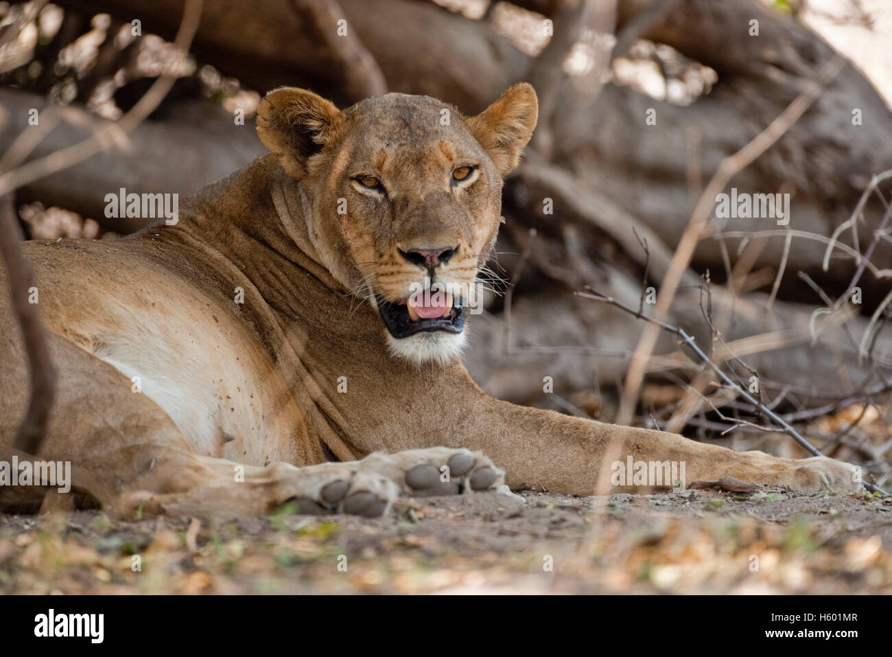 Leonessa (Panthera leo), Chobe National Park, Botswana, Africa Foto Stock