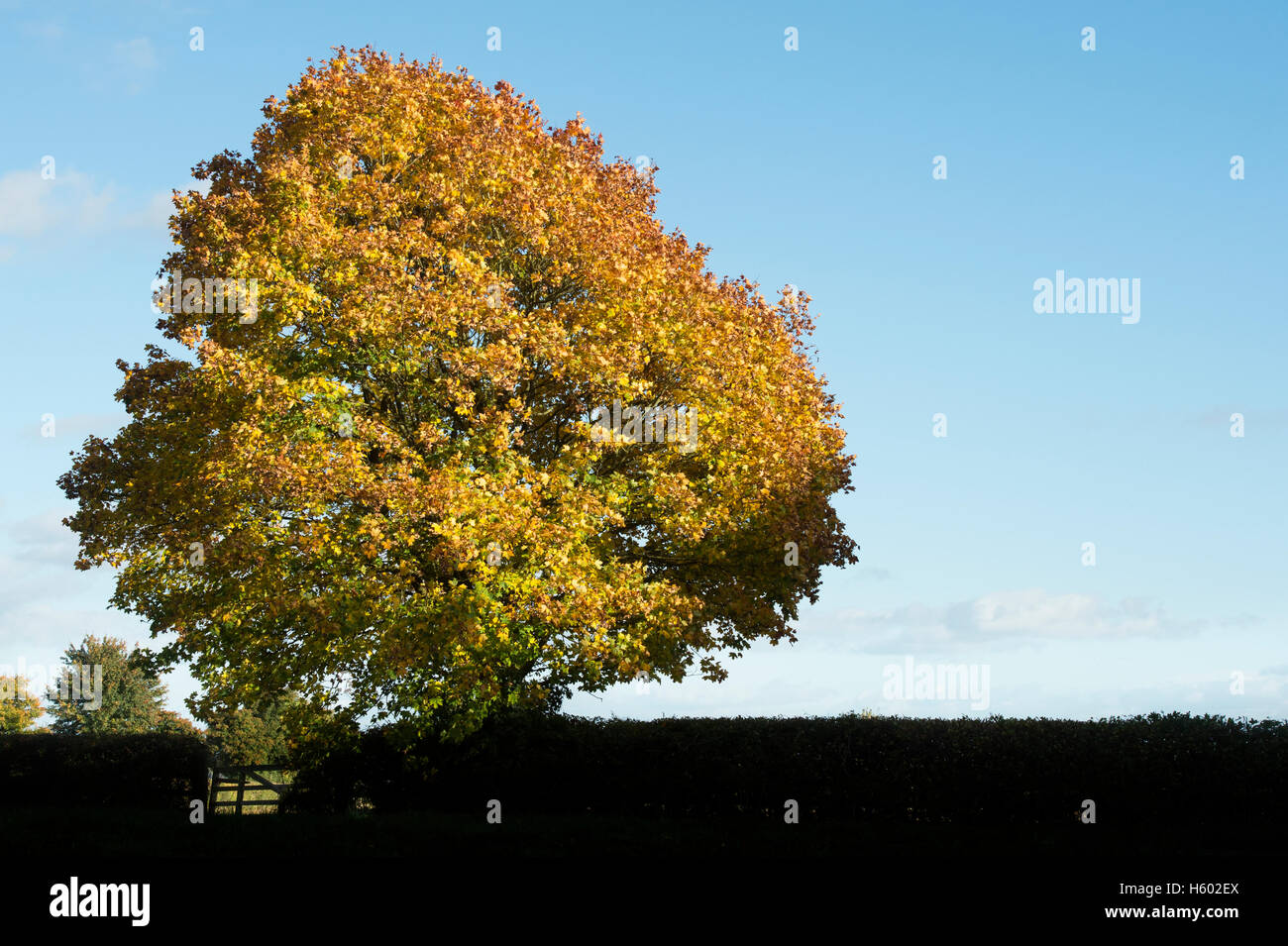 Acer Saccharum. Maple foglie di albero illuminato dal sole in autunno contro un cielo blu. Oxfordshire, Inghilterra Foto Stock