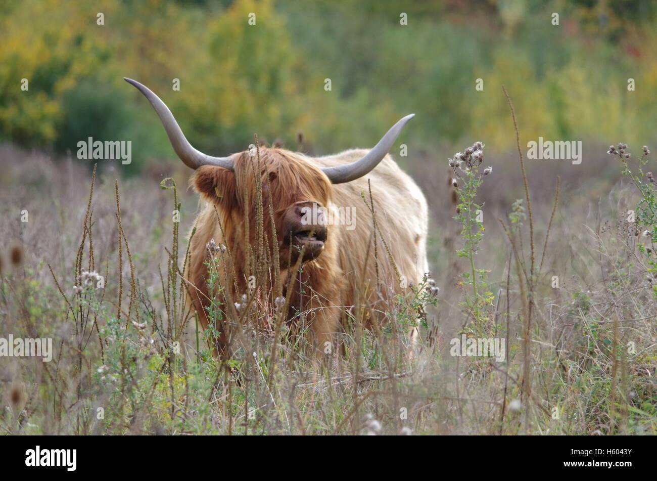 Highland bovini in autunno erba prato Foto Stock