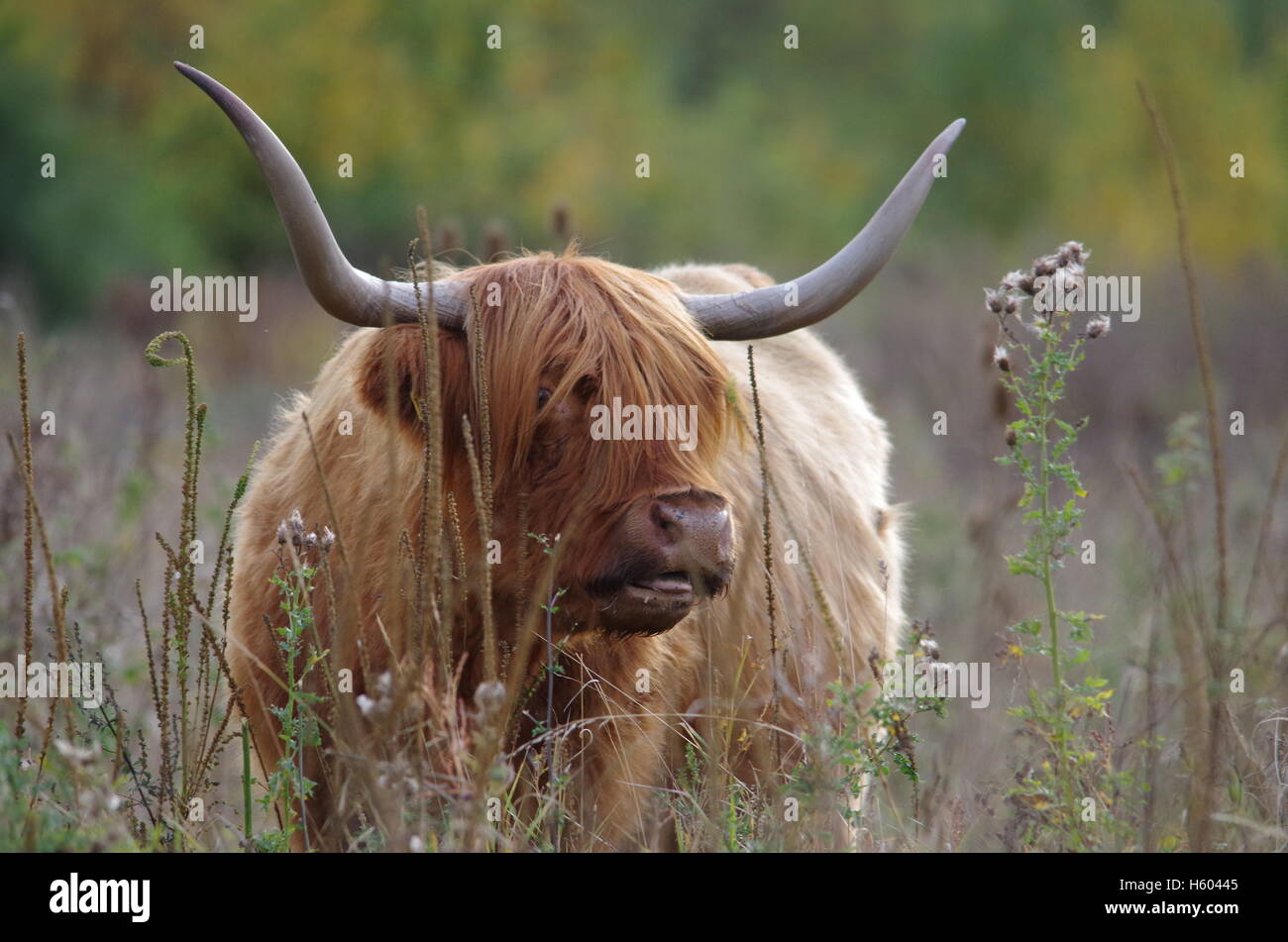Highland bovini in autunno erba prato Foto Stock