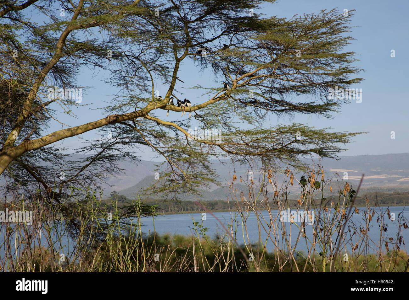 Le scimmie Colobus Colobus guereza giocano in alberi di acacia Elsamere scenic Lake Naivasha Kenya Foto Stock