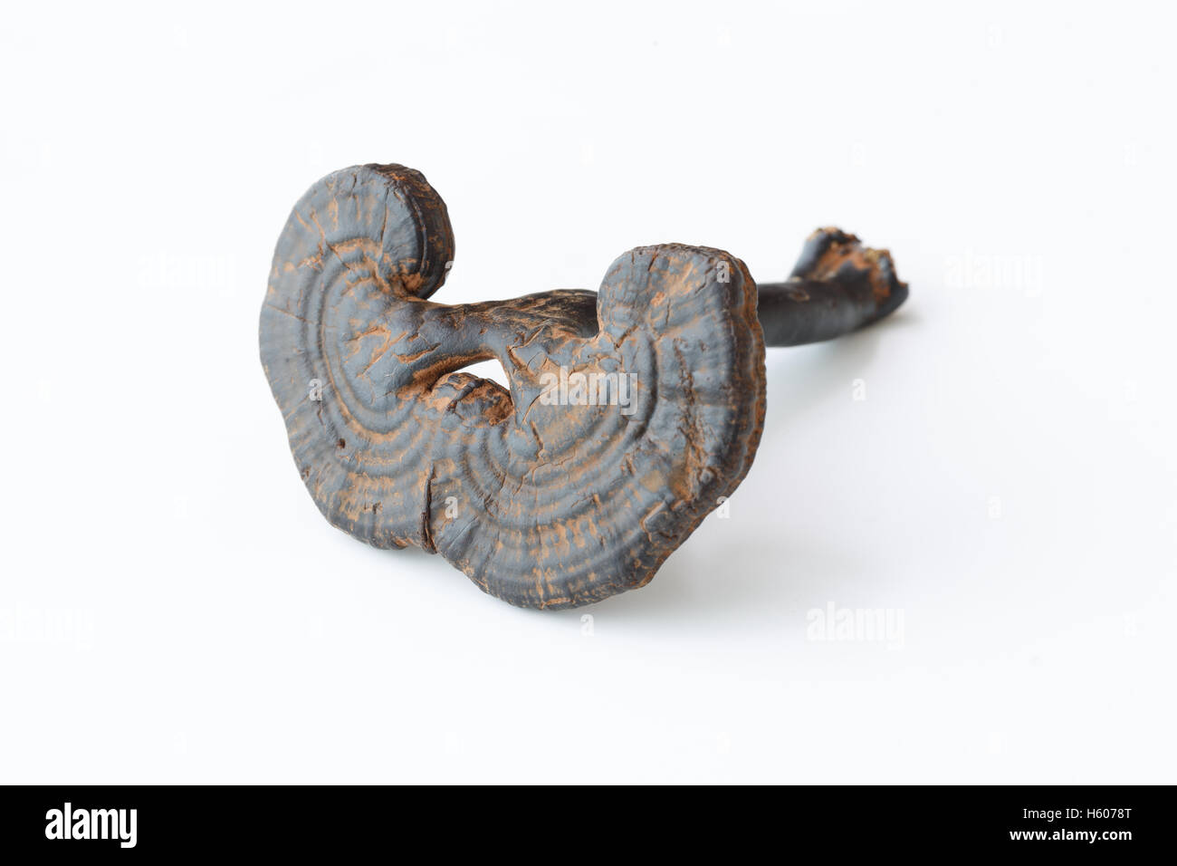 Rari in medicina tradizionale cinese Ganoderma lucidum caratteristiche Foto Stock