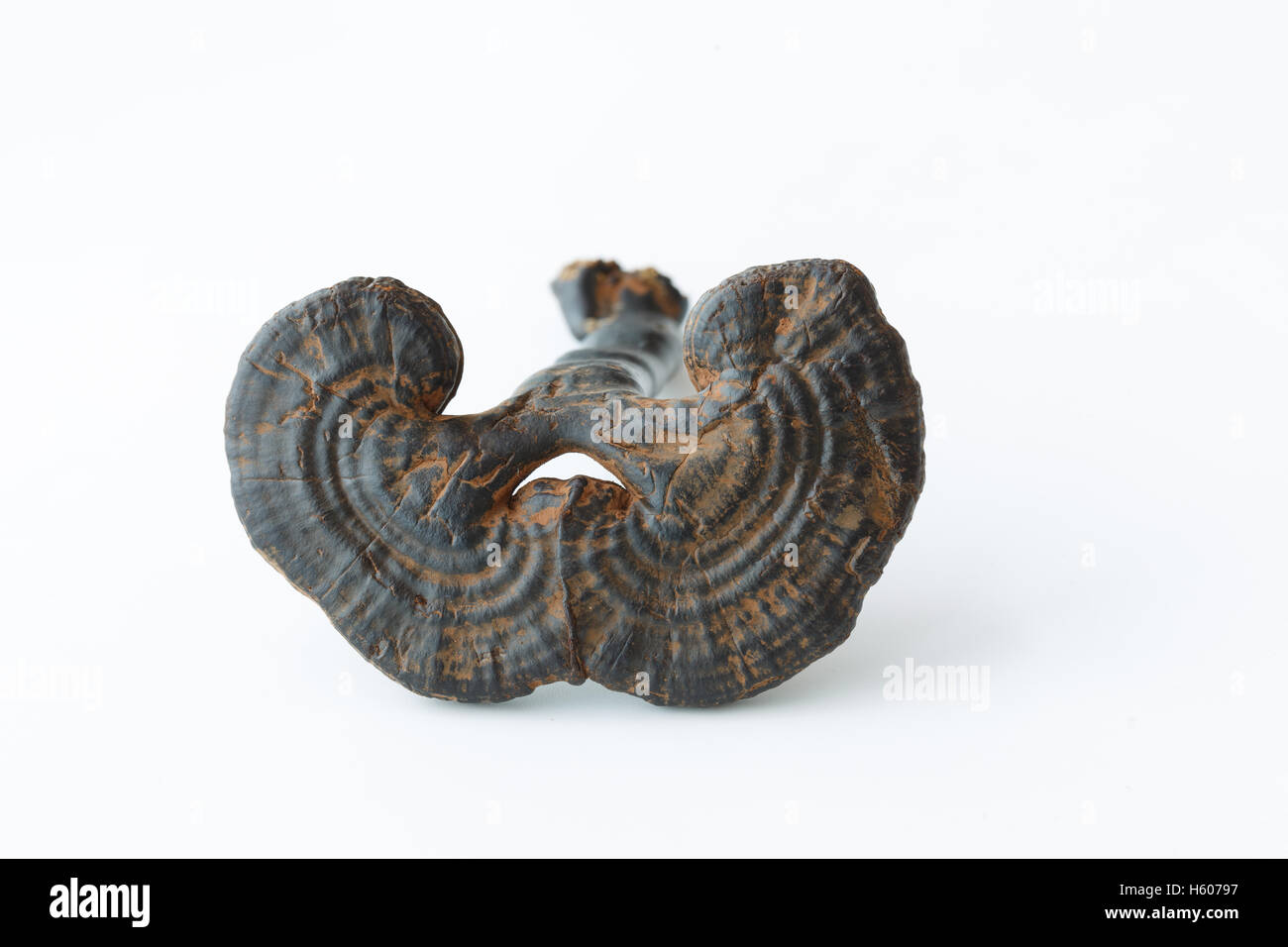 Rari in medicina tradizionale cinese Ganoderma lucidum caratteristiche Foto Stock