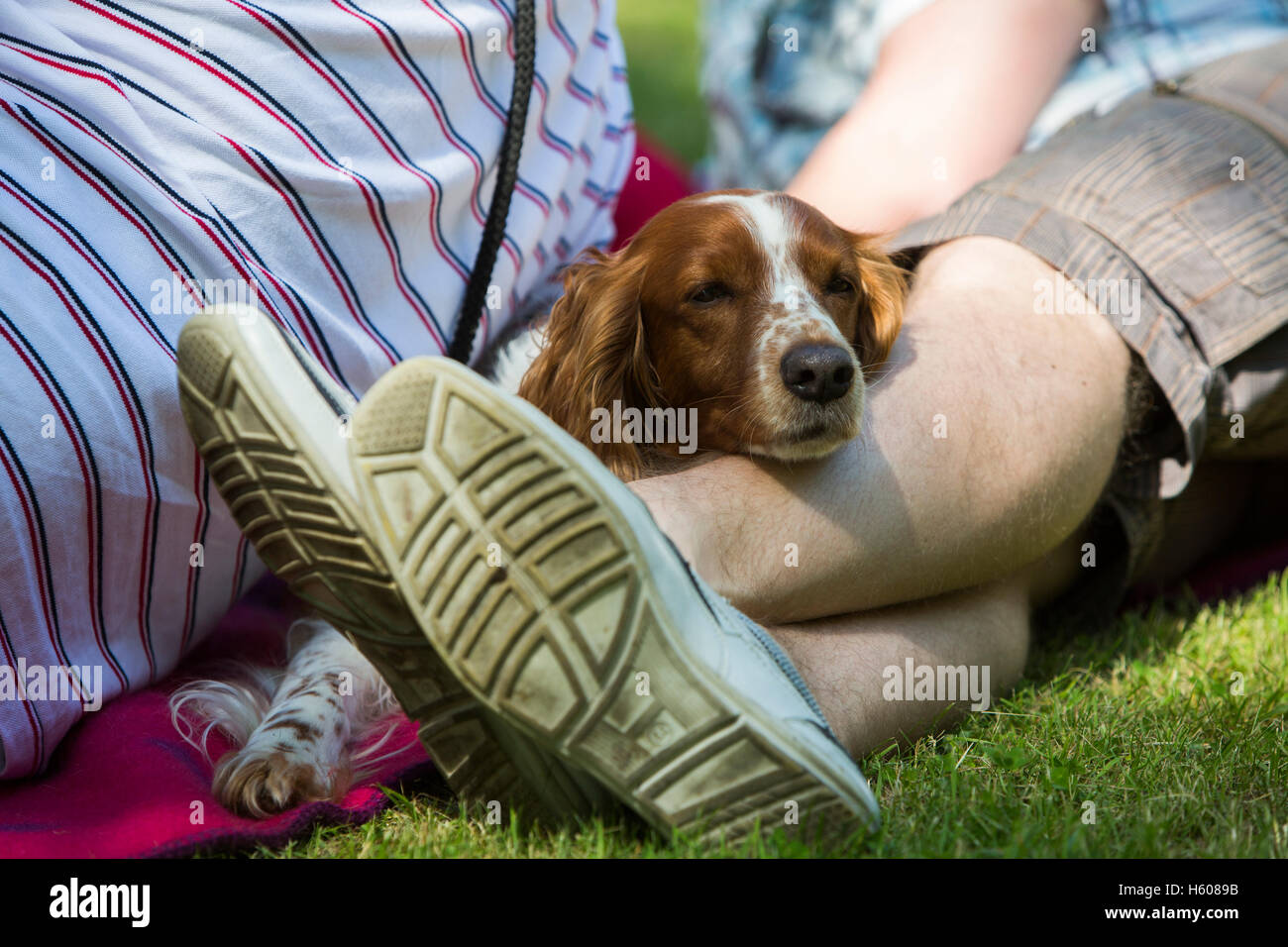 Un cane dorme contro i suoi maestri piedi. Foto Stock